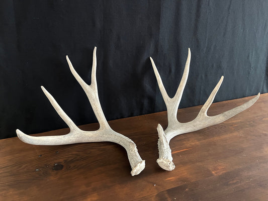 Mule Deer Antler Set. For Decor, Pet Chews, and so much more. Wild, Naturally Shed, Canadian Deer Antler set.