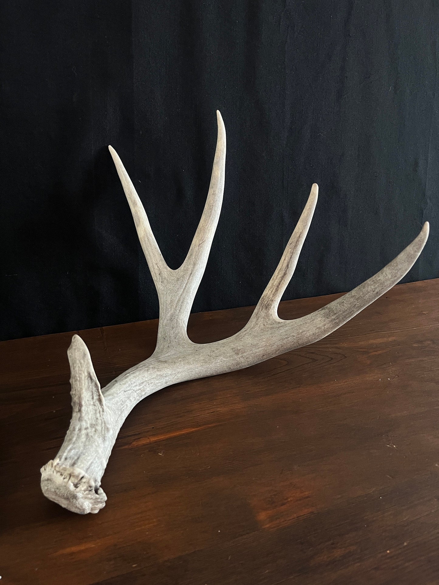 Mule Deer Antler Set. For Decor, Pet Chews, and so much more. Wild, Naturally Shed, Canadian Deer Antler set.