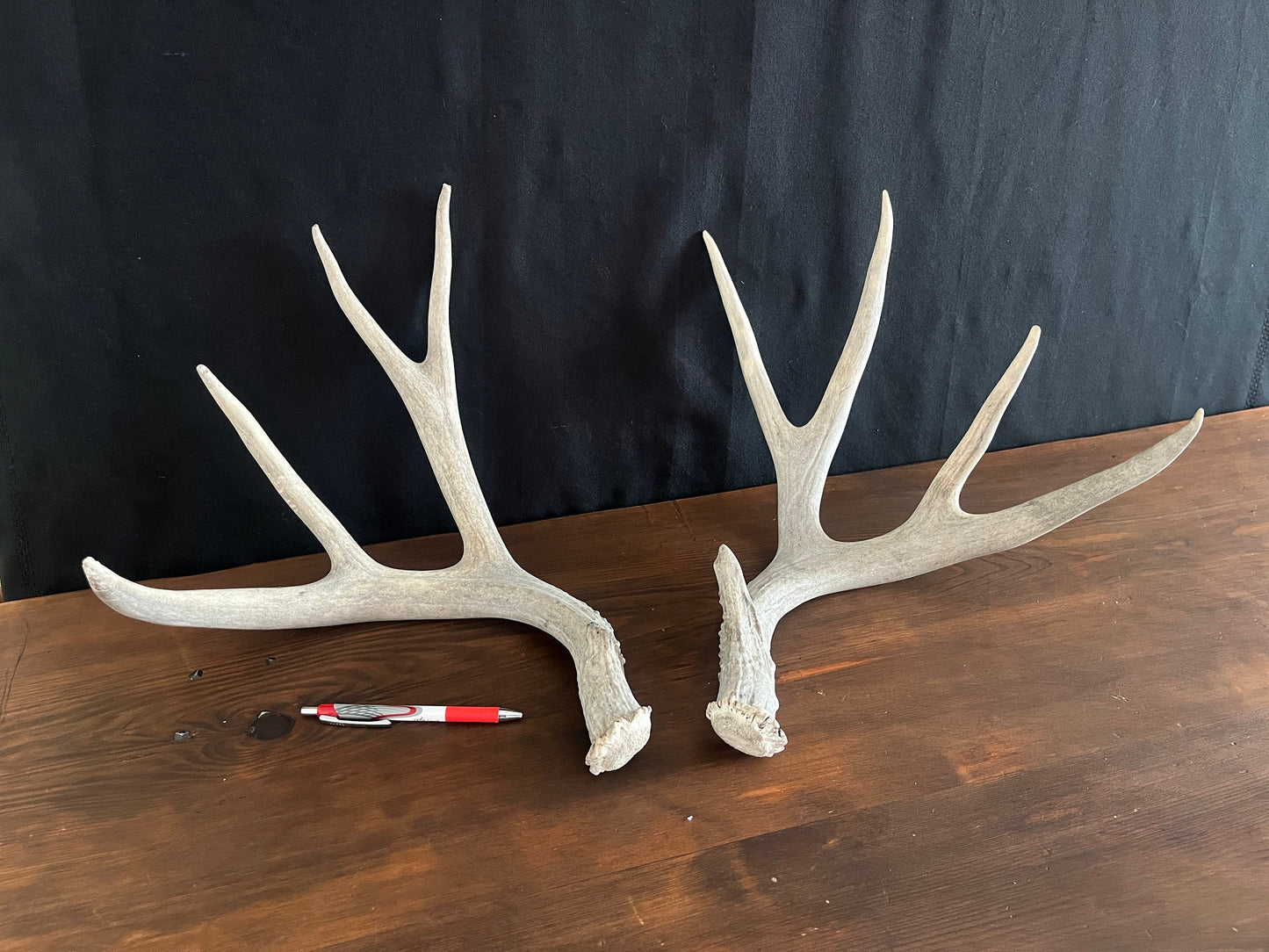 Mule Deer Antler Set. For Decor, Pet Chews, and so much more. Wild, Naturally Shed, Canadian Deer Antler set.