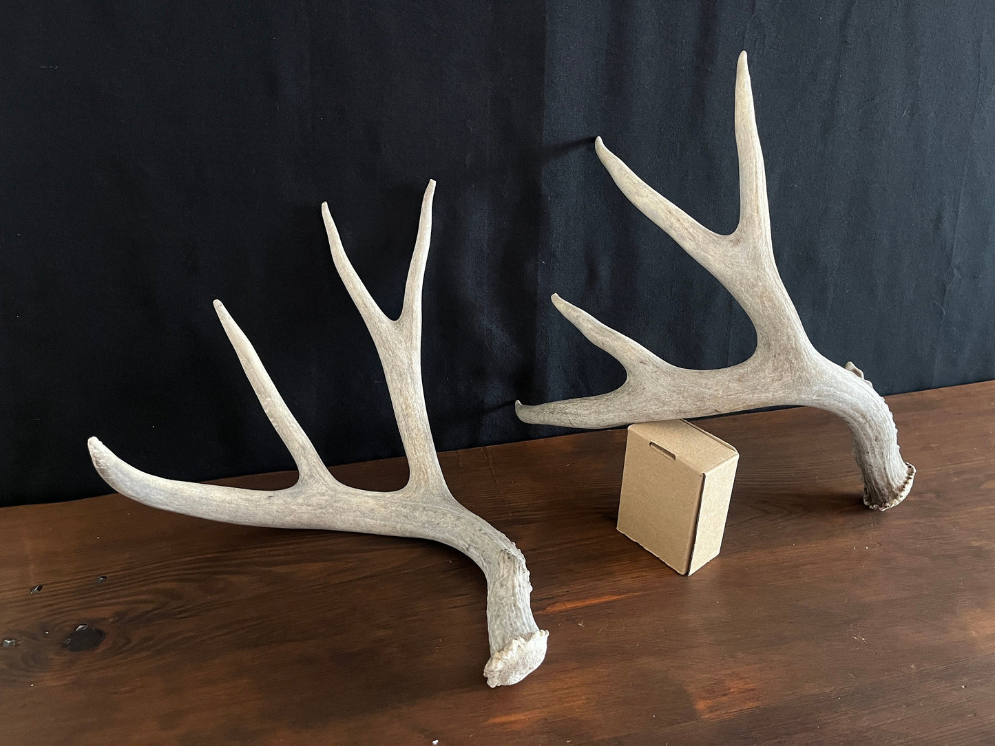 Mule Deer Antler Set. For Decor, Pet Chews, and so much more. Wild, Naturally Shed, Canadian Deer Antler set.