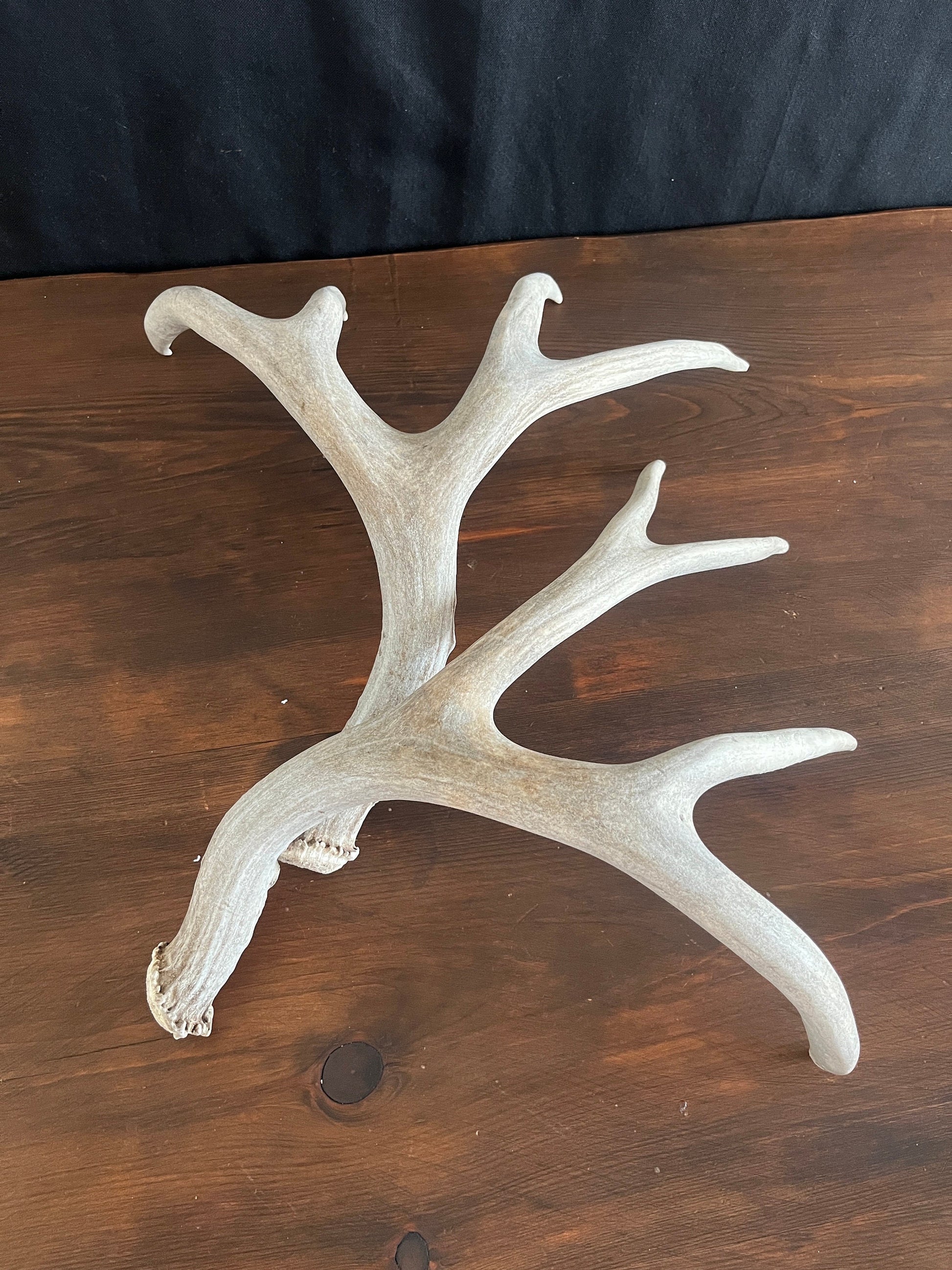 Mule Deer Antler Set. For Decor, Pet Chews, and so much more. Wild, Naturally Shed, Canadian Deer Antler set.