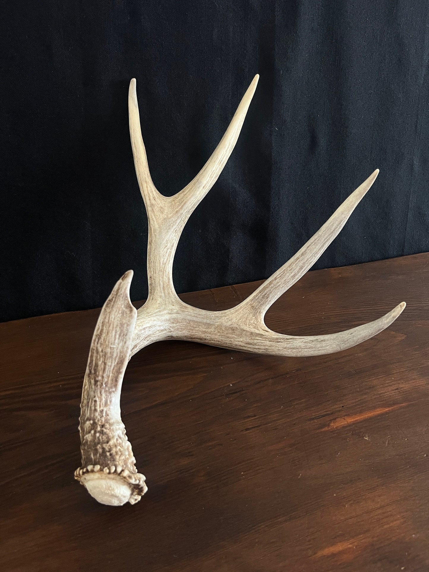 Mule deer - Large Brown Mule deer. Fresh with Bladed Brow Point. Rustic style decoration, Crafting and more