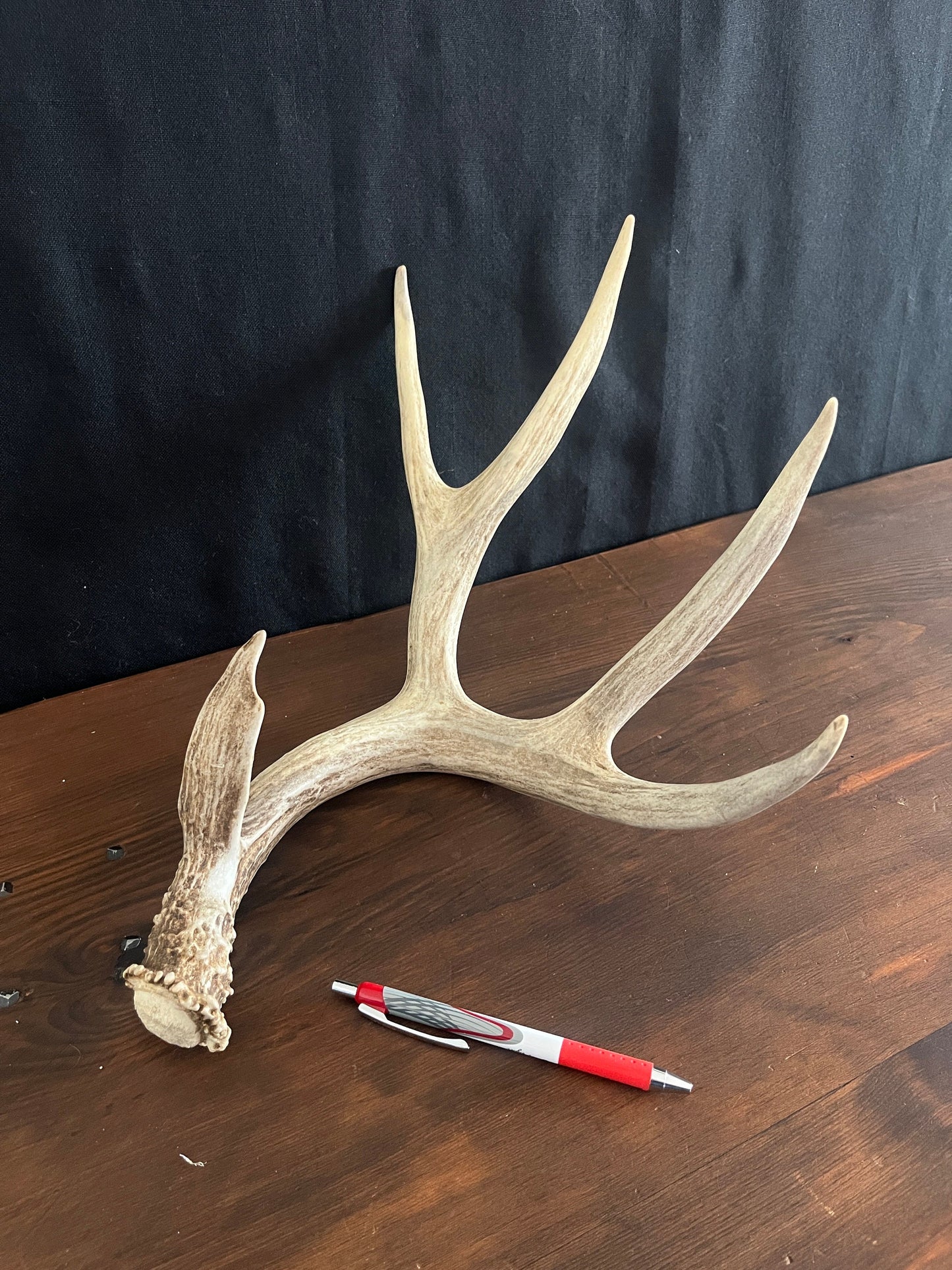 Mule deer - Large Brown Mule deer. Fresh with Bladed Brow Point. Rustic style decoration, Crafting and more