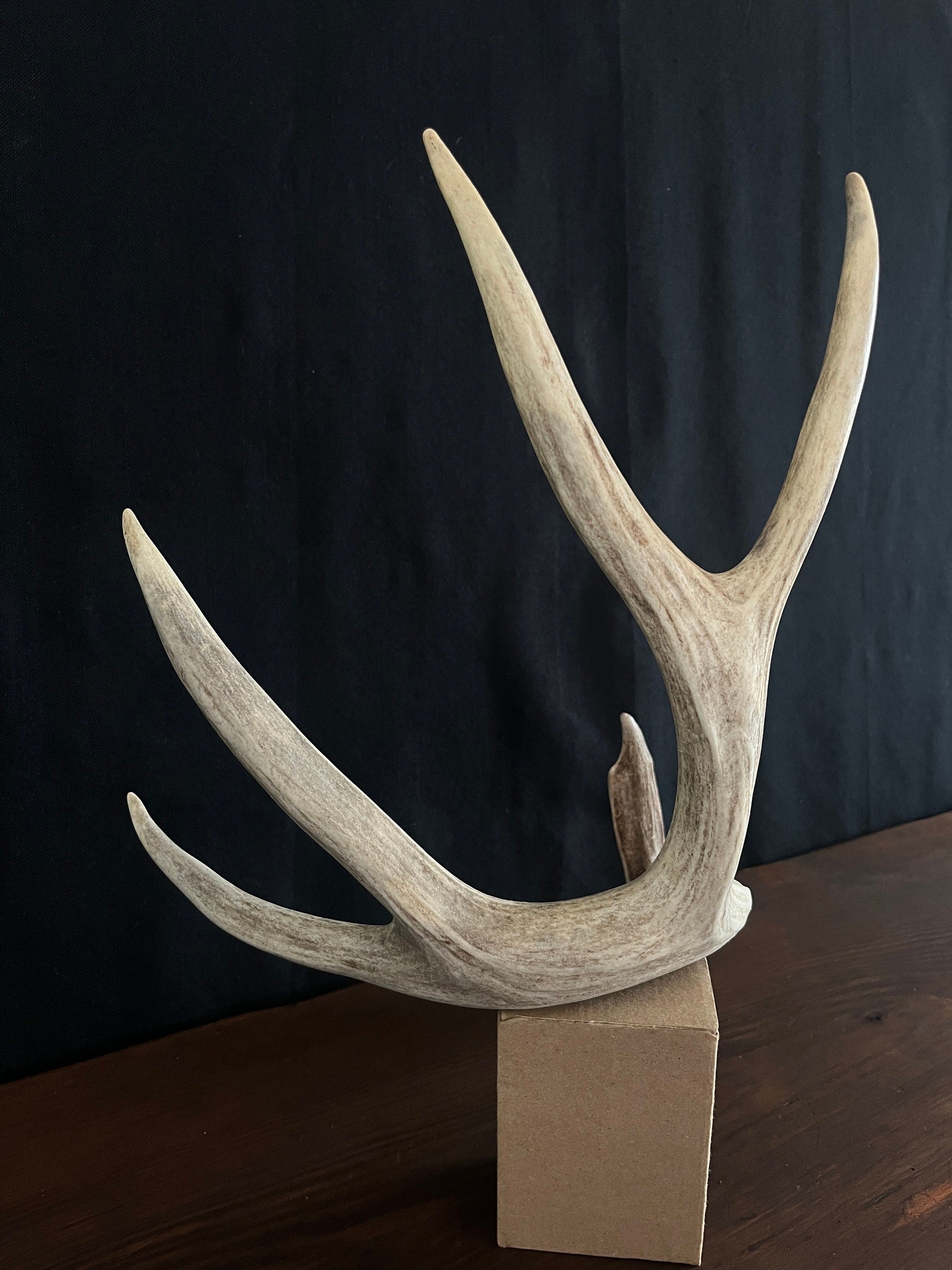 Mule deer - Large Brown Mule deer. Fresh with Bladed Brow Point. Rustic style decoration, Crafting and more