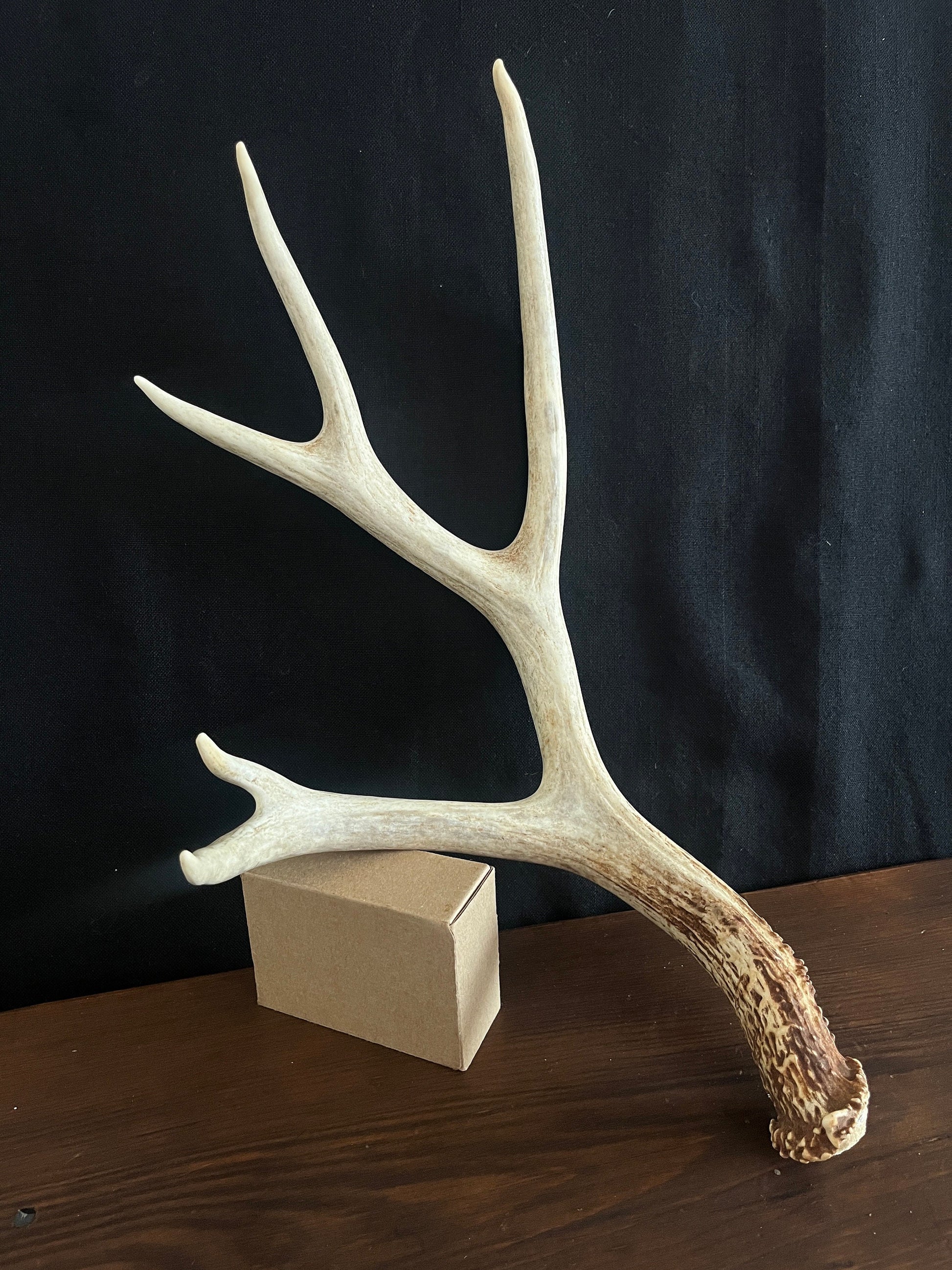 Mule Deer Antler. Large 5 point. Great for Decoration, Interior Design, Rustic / Modern Farmhouse and more.