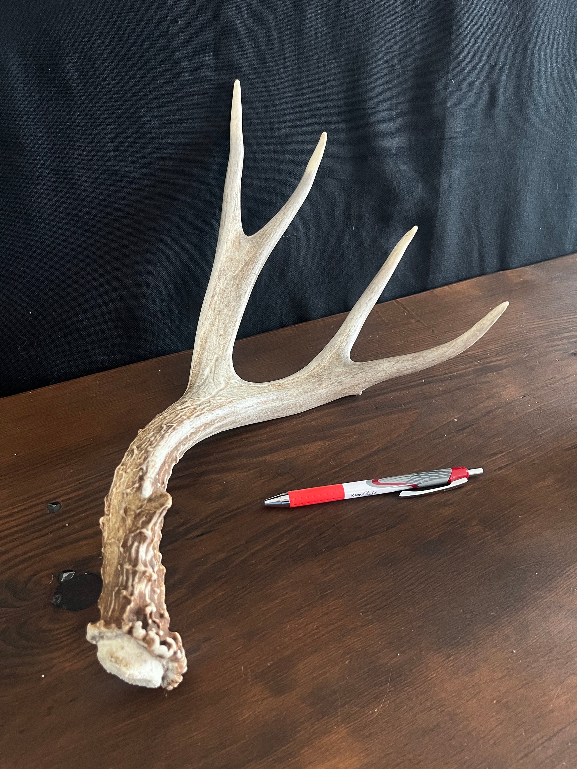 Deer antler - Large Mule deer. Beautiful, Elegant decor item. Crafting, Decor and Interior Design