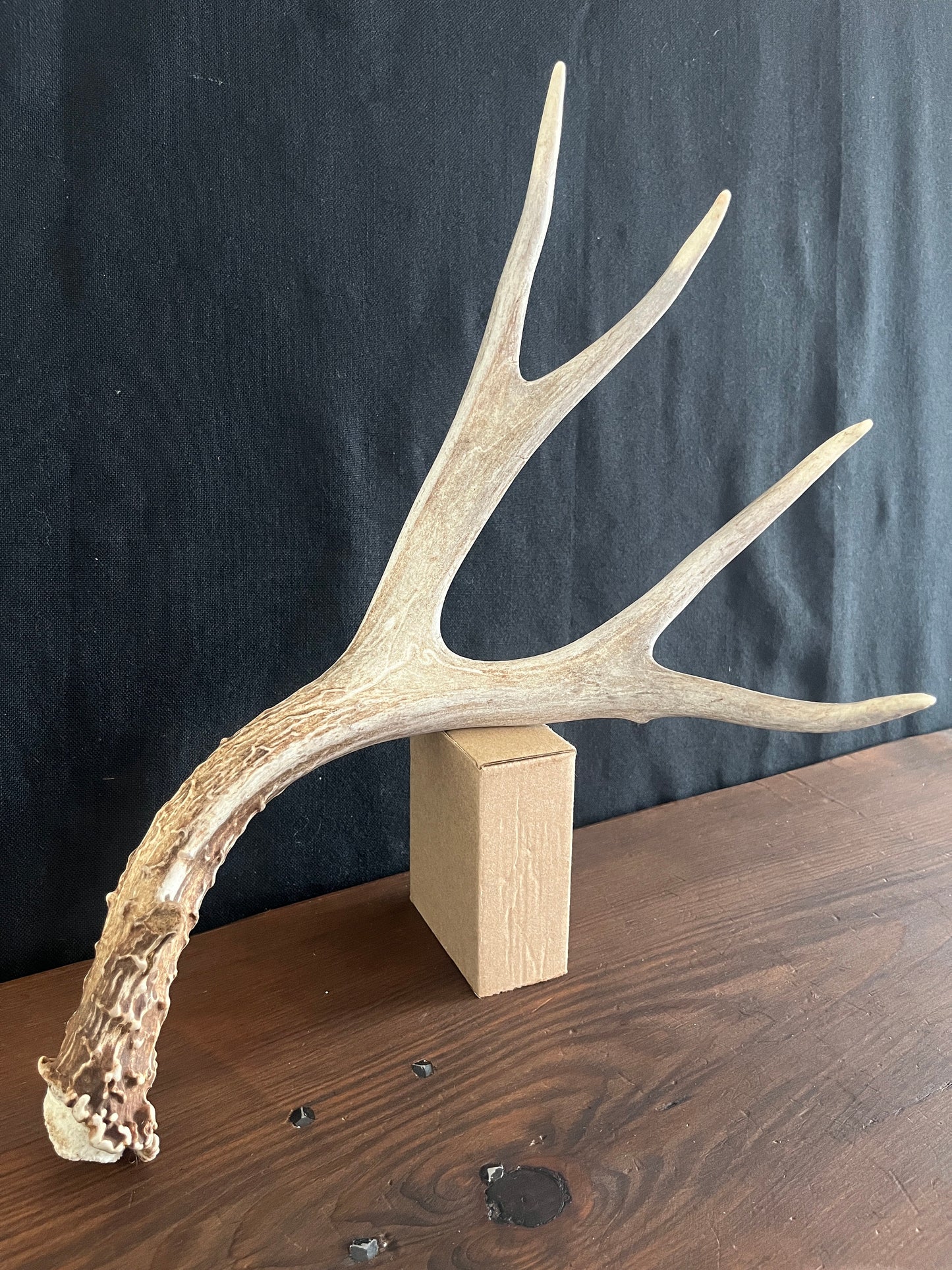 Deer antler - Large Mule deer. Beautiful, Elegant decor item. Crafting, Decor and Interior Design