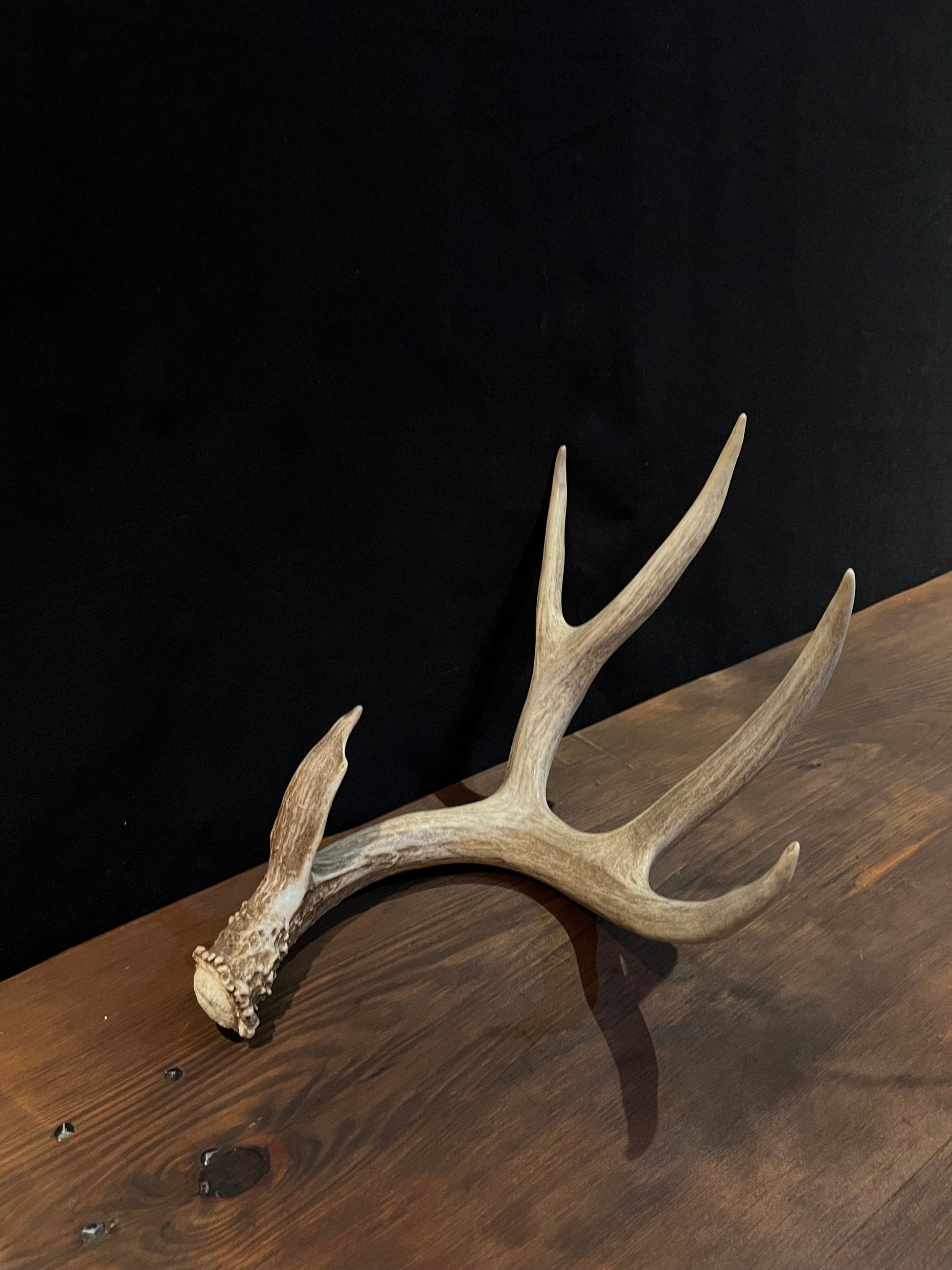 Mule deer - Large Brown Mule deer. Fresh with Bladed Brow Point. Rustic style decoration, Crafting and more