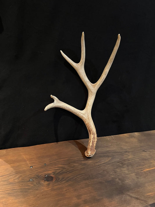 Mule Deer Antler. Large 5 point. Great for Decoration, Interior Design, Rustic / Modern Farmhouse and more.