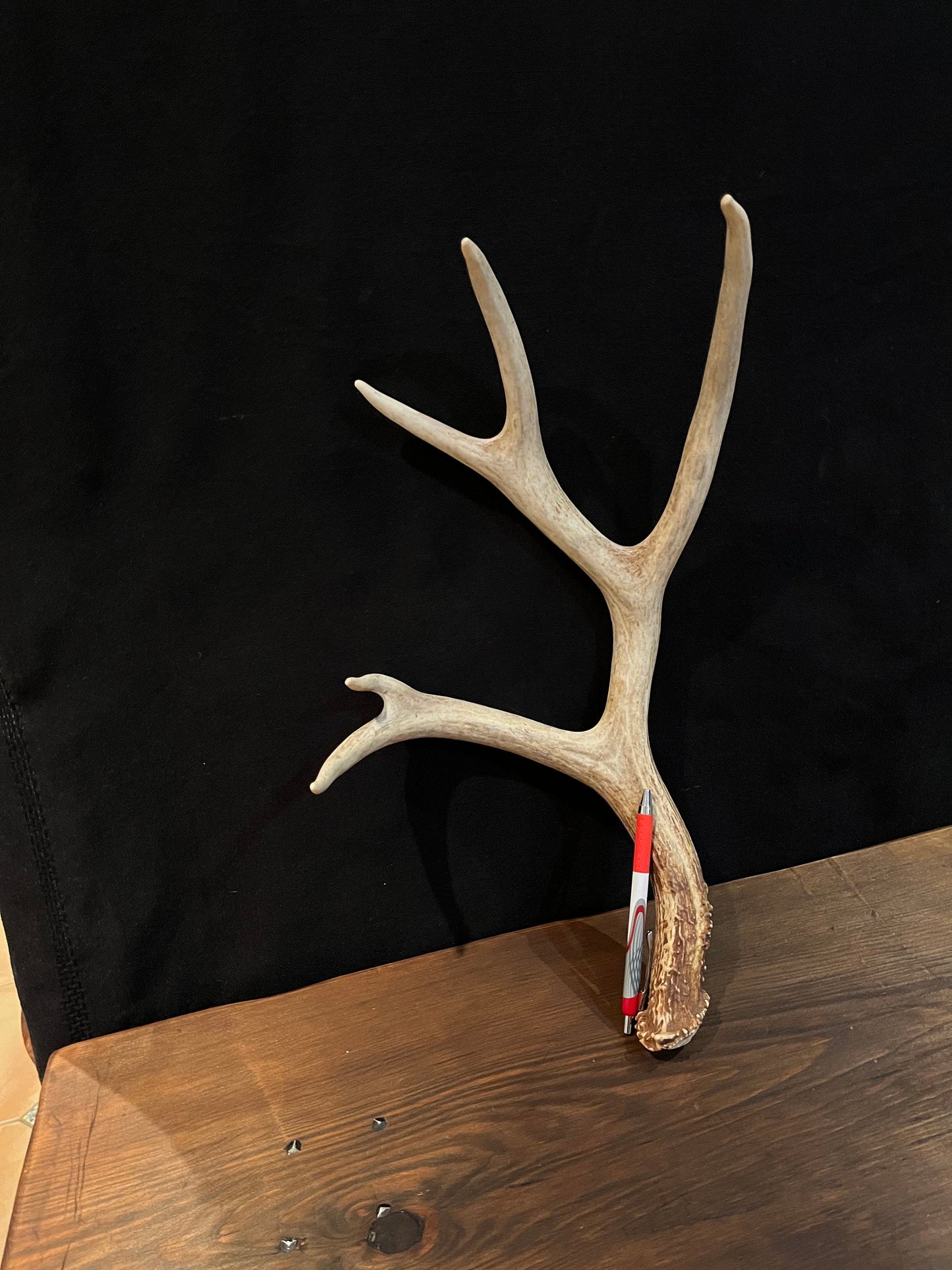 Mule Deer Antler. Large 5 point. Great for Decoration, Interior Design, Rustic / Modern Farmhouse and more.