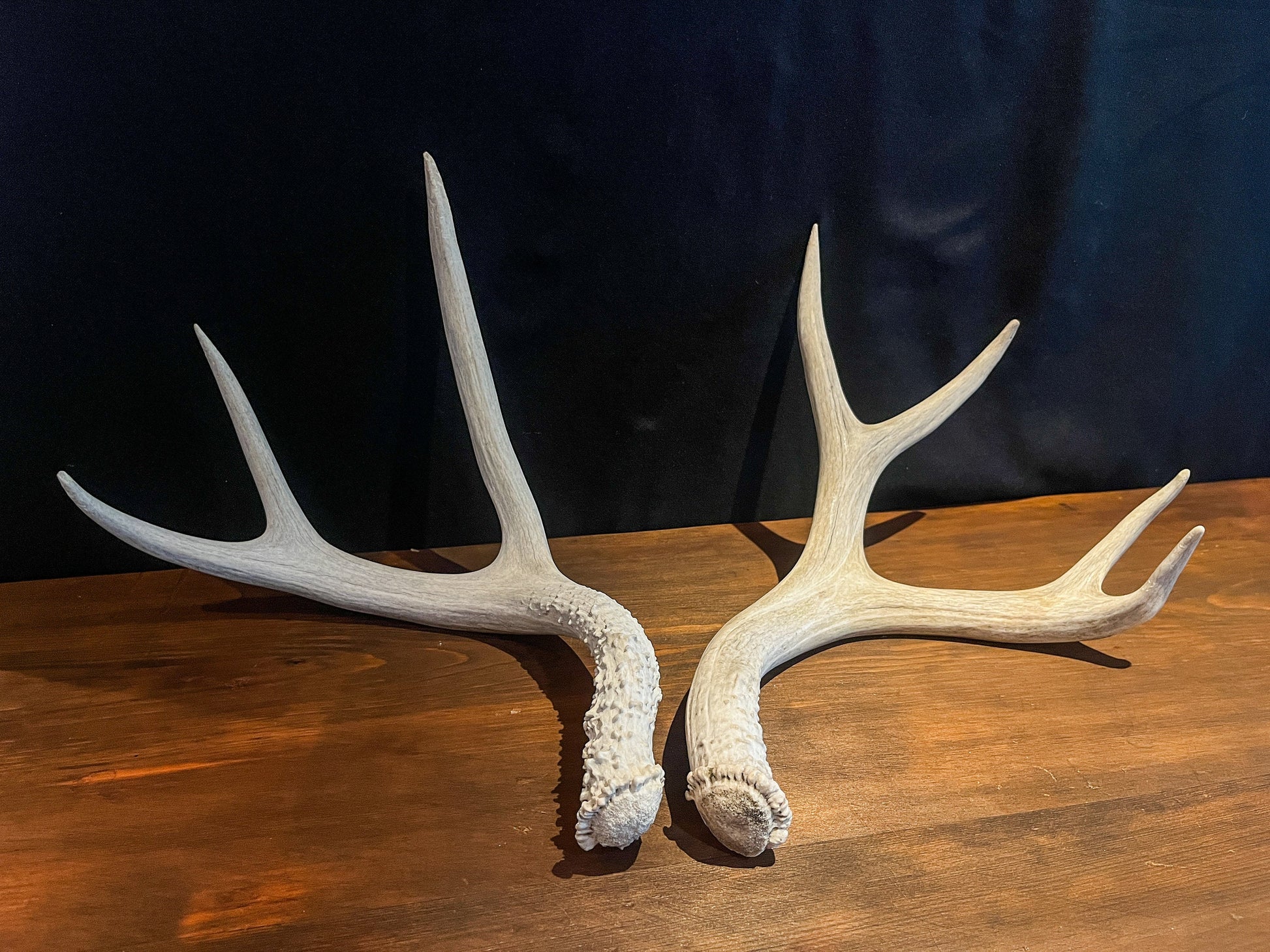 Pair of Canadian Mule Deer Antlers for Crafting, Decor, and More.