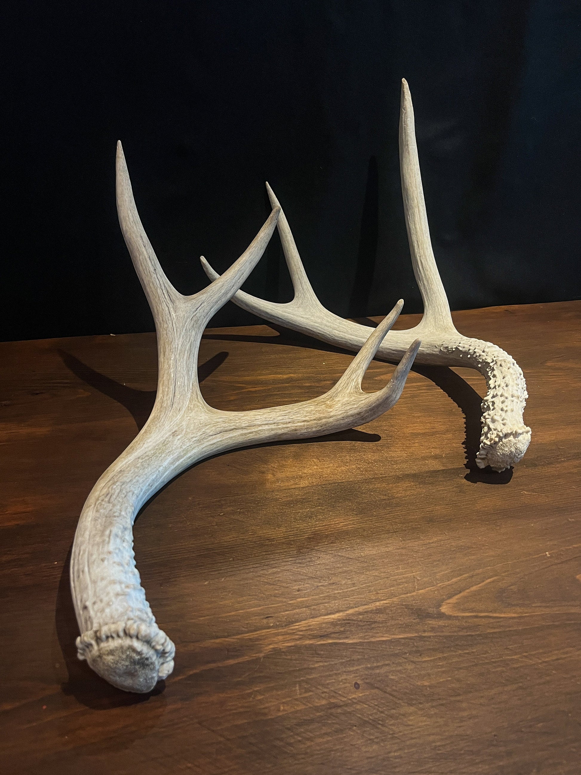 Pair of Canadian Mule Deer Antlers for Crafting, Decor, and More.