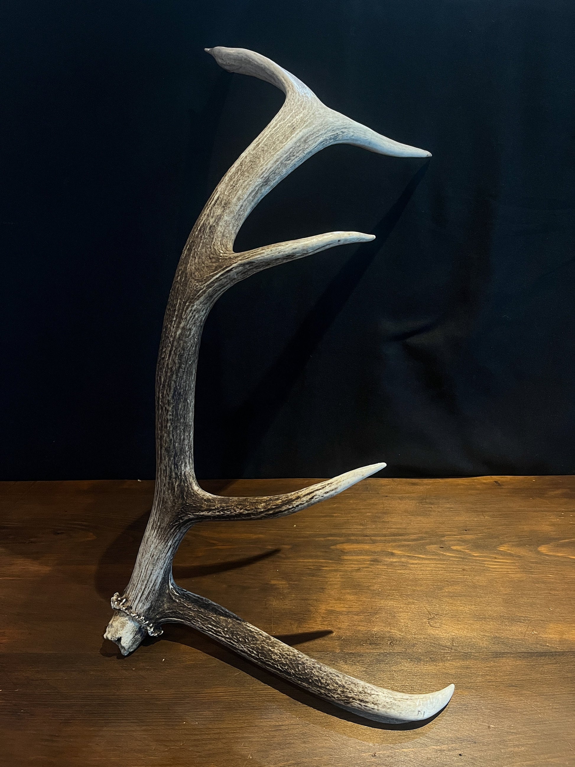 Wild Canadian Elk Shed. Antler Decor Piece, Crafting Item. Terrarium. Antler.