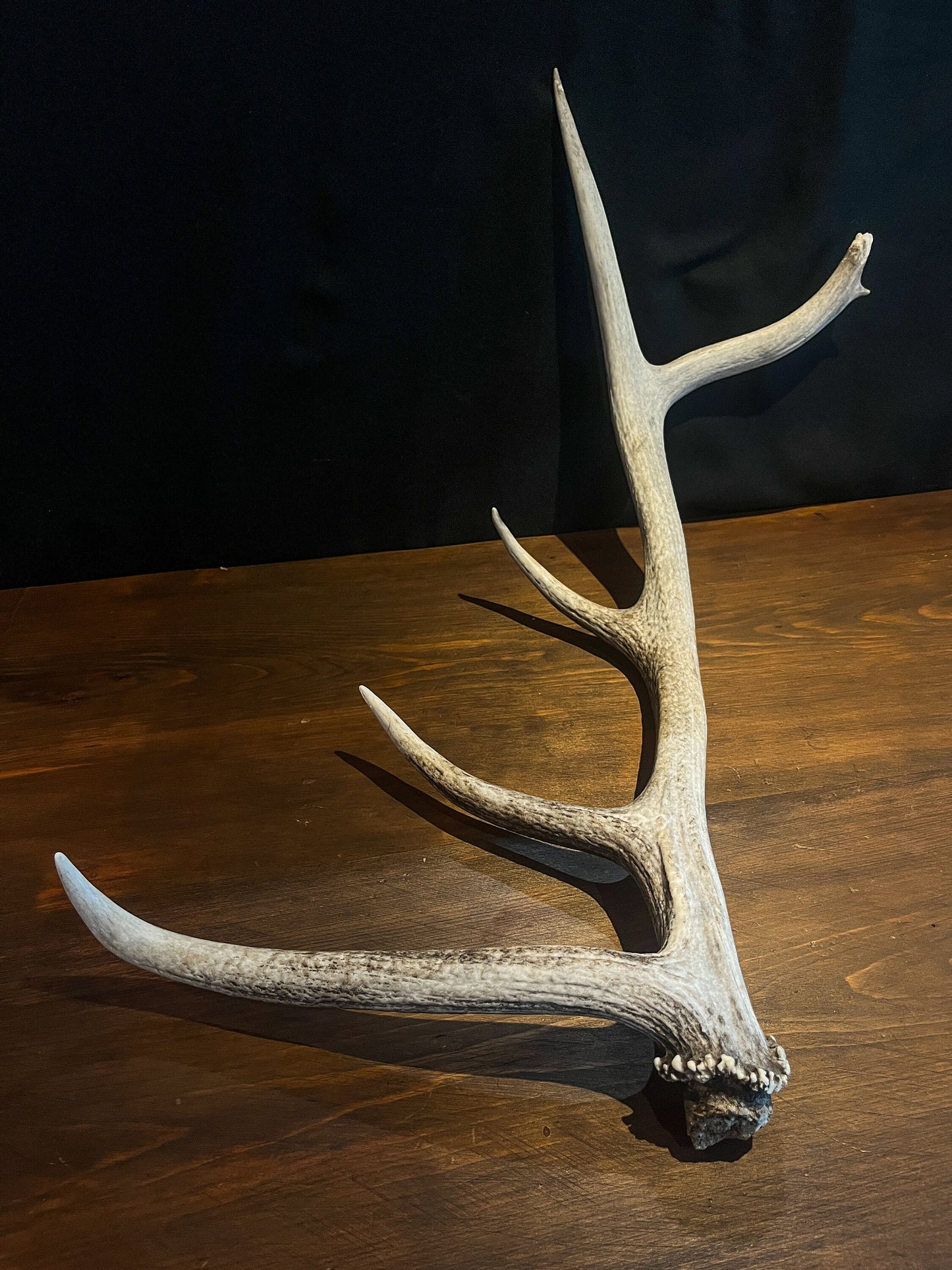 Wild Canadian Elk Shed. Antler Decor Piece, Crafting Item. Terrarium. Antler.