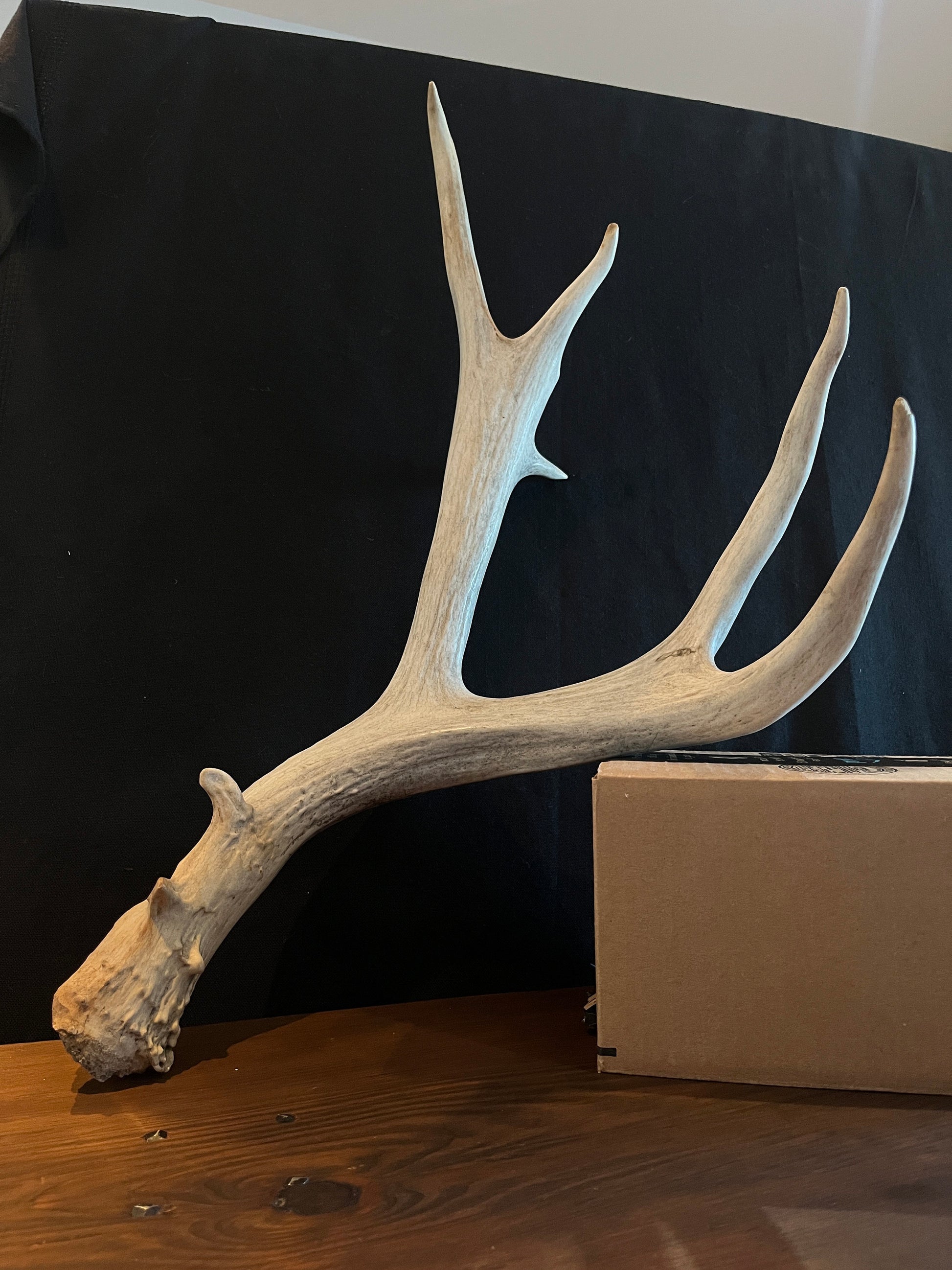 Mule deer antler. XL, Rustic style decor. Crafting. Design. Insane Mass, very thick antler!