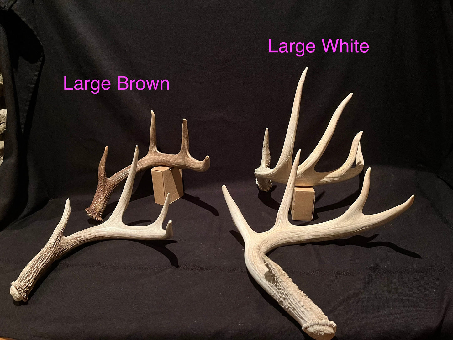 Natural White-tail Deer Antlers. ANY SIZE. Crafting, Decorations and So Much More. Highest Quality, Naturally Shed