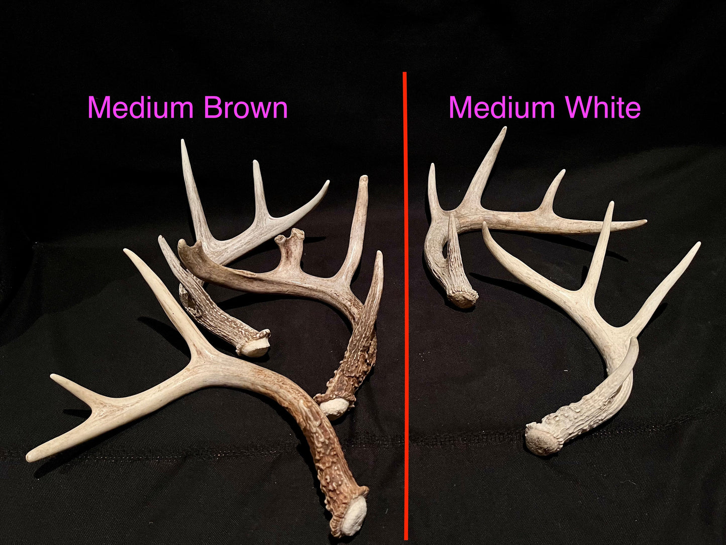 Natural White-tail Deer Antlers. ANY SIZE. Crafting, Decorations and So Much More. Highest Quality, Naturally Shed