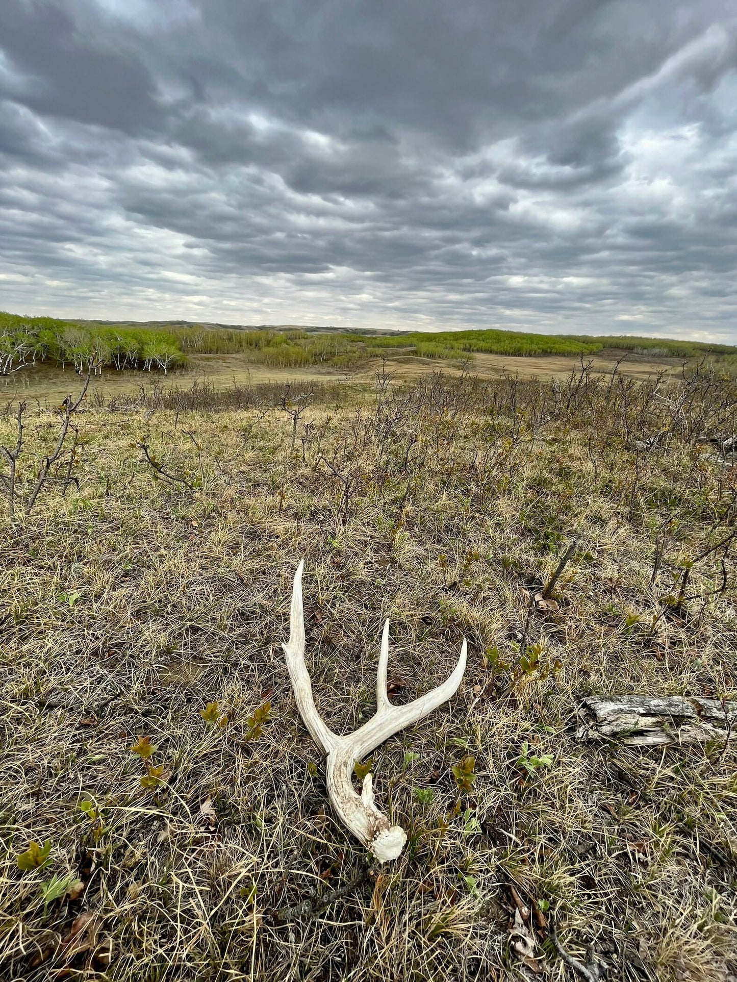 Antler Mystery Box! 4 Whole Antlers! Crafting Decor and More