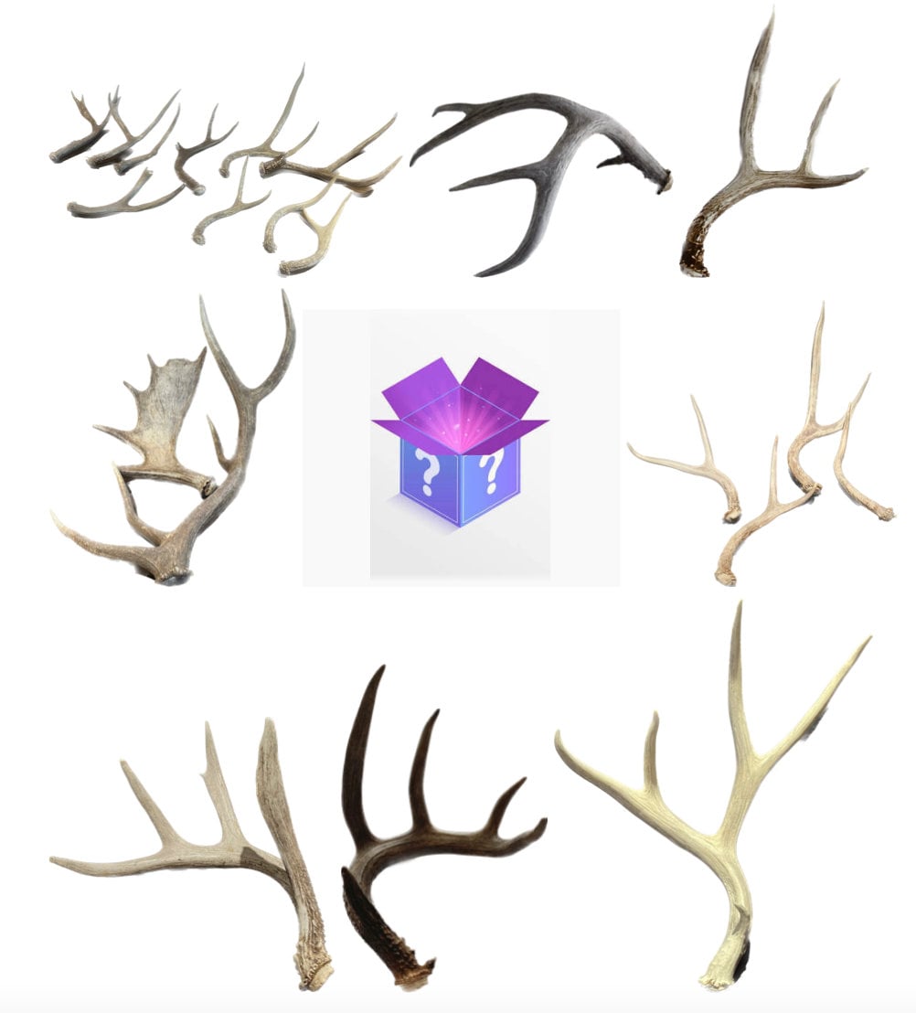 Antler Mystery Box! 4 Whole Antlers! Crafting Decor and More