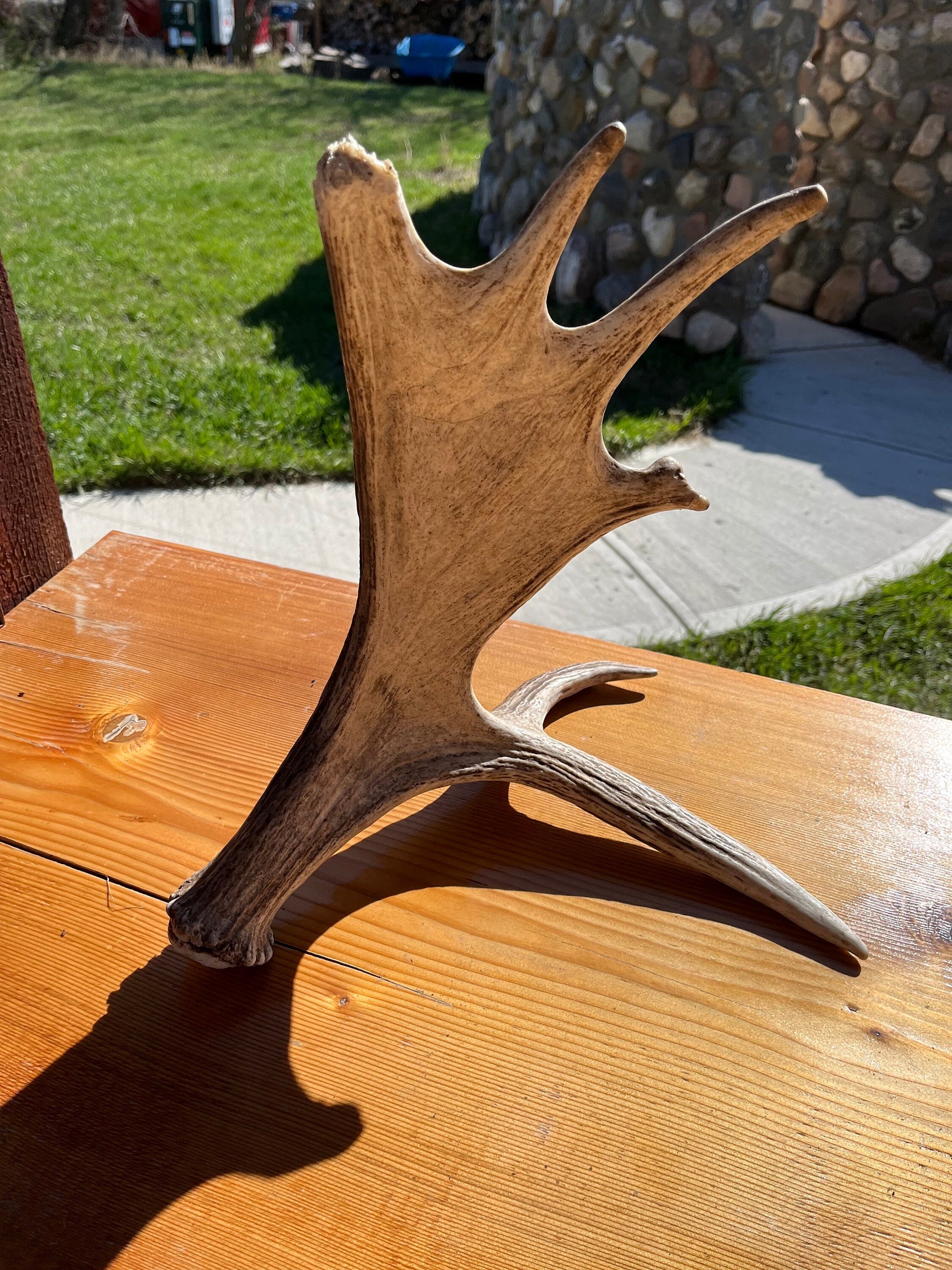 Moose Antler. Bull Moose Antler. Crafting. Decor. Centrepiece.