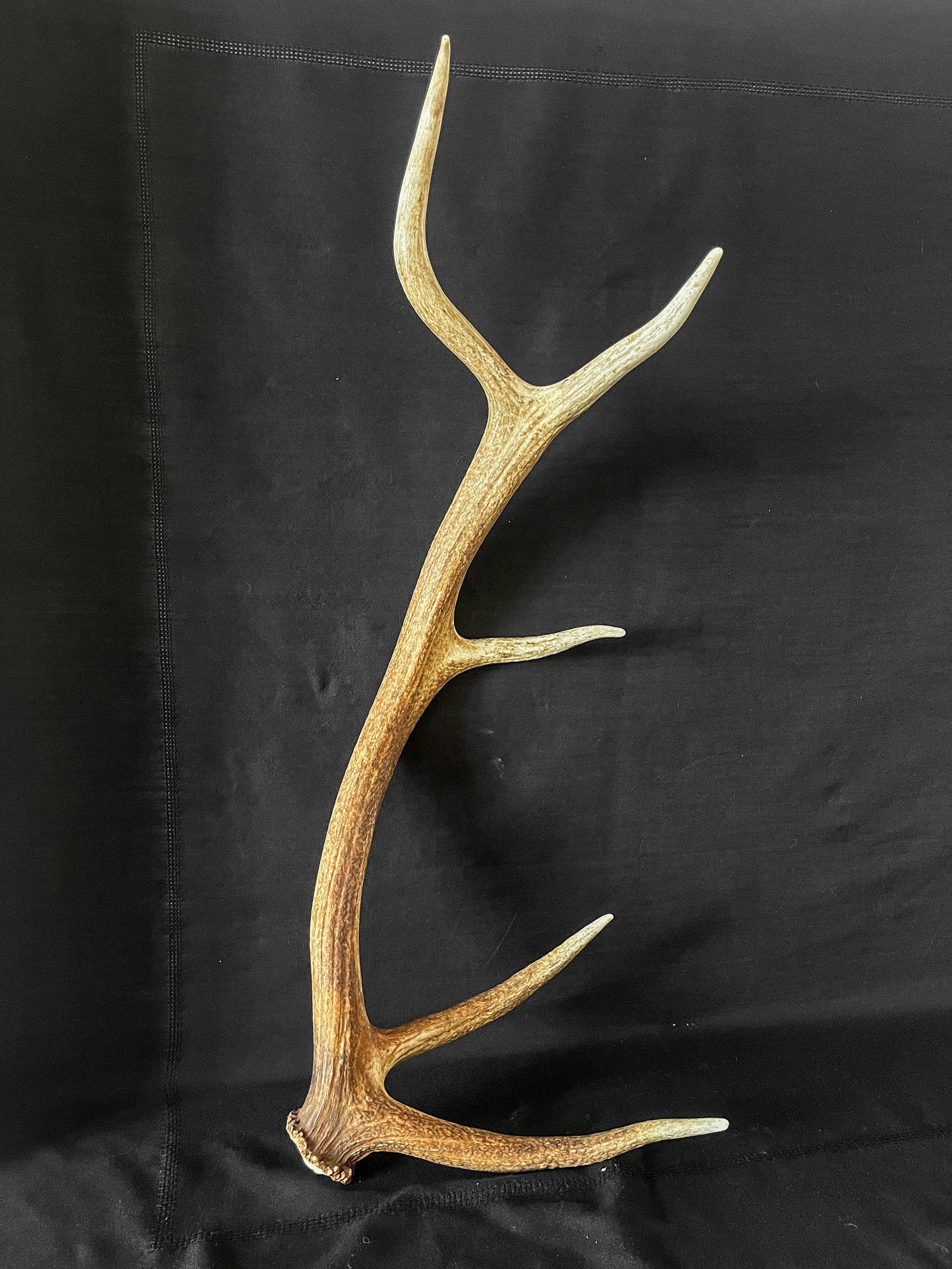 Elk Antler. Wild Canadian Bull Elk Antler. Crafting & Home Decor