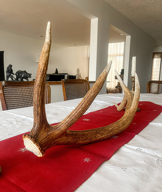 Elk Antler. Wild Canadian Bull Elk Antler. Crafting & Home Decor