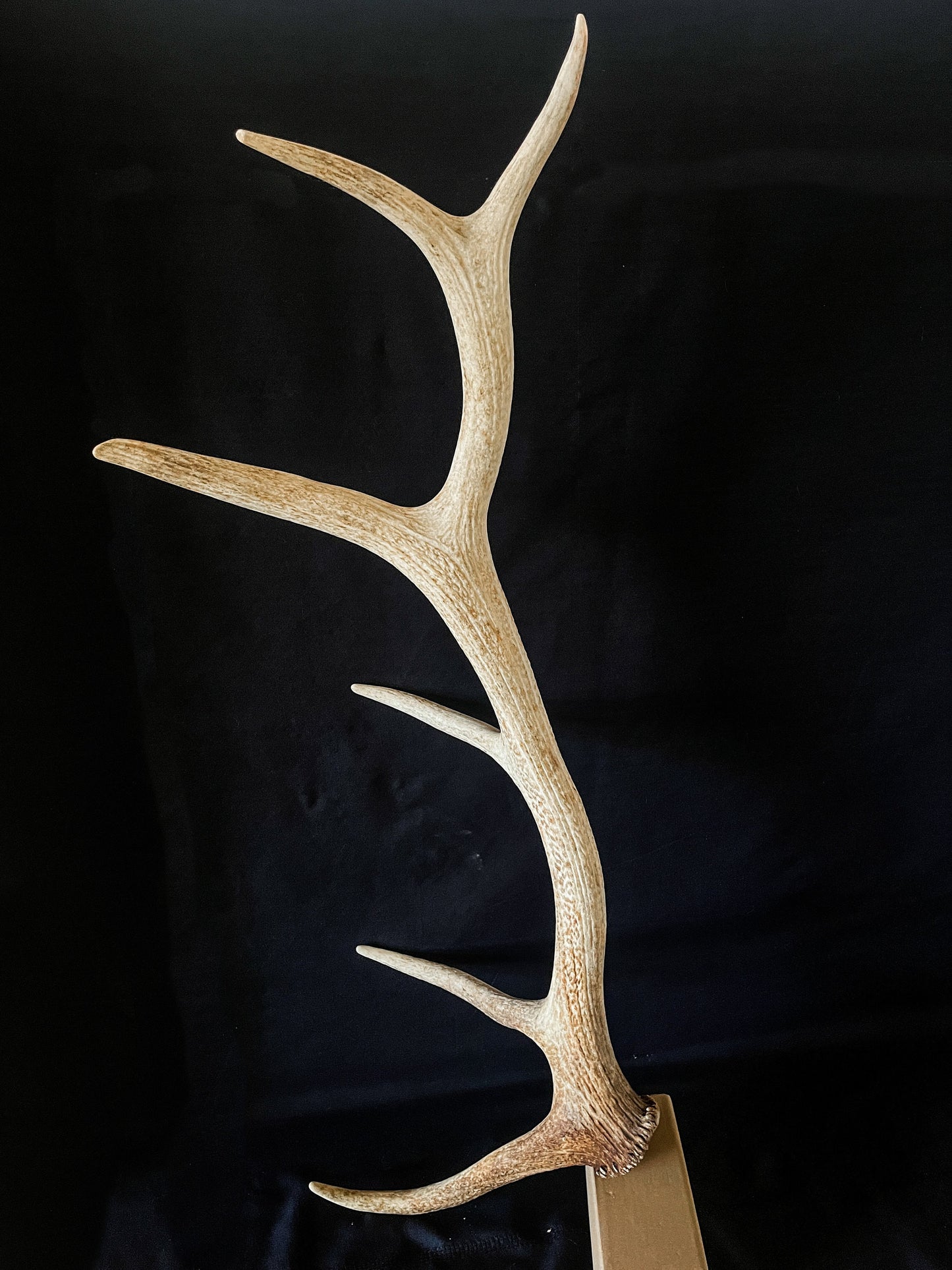 Canadian Bull Elk Antler. Wild. Home & Decor Crafting and Table Centerpiece.