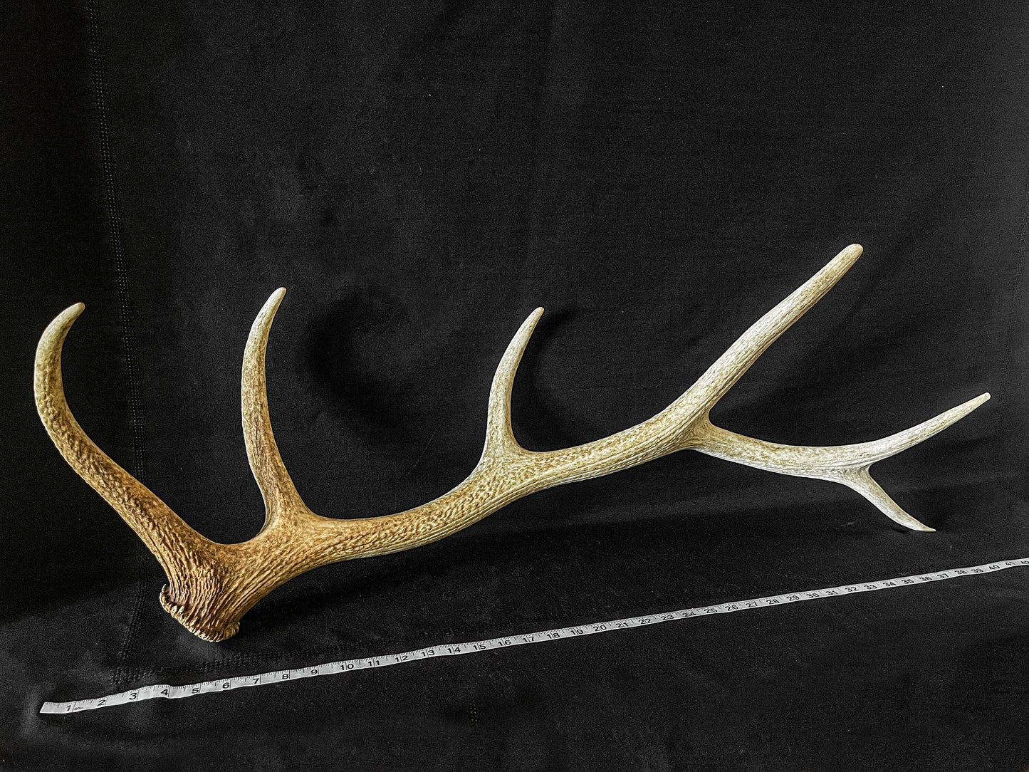 Canadian Bull Elk Antler. Wild. Home & Decor Crafting and Table Centerpiece.