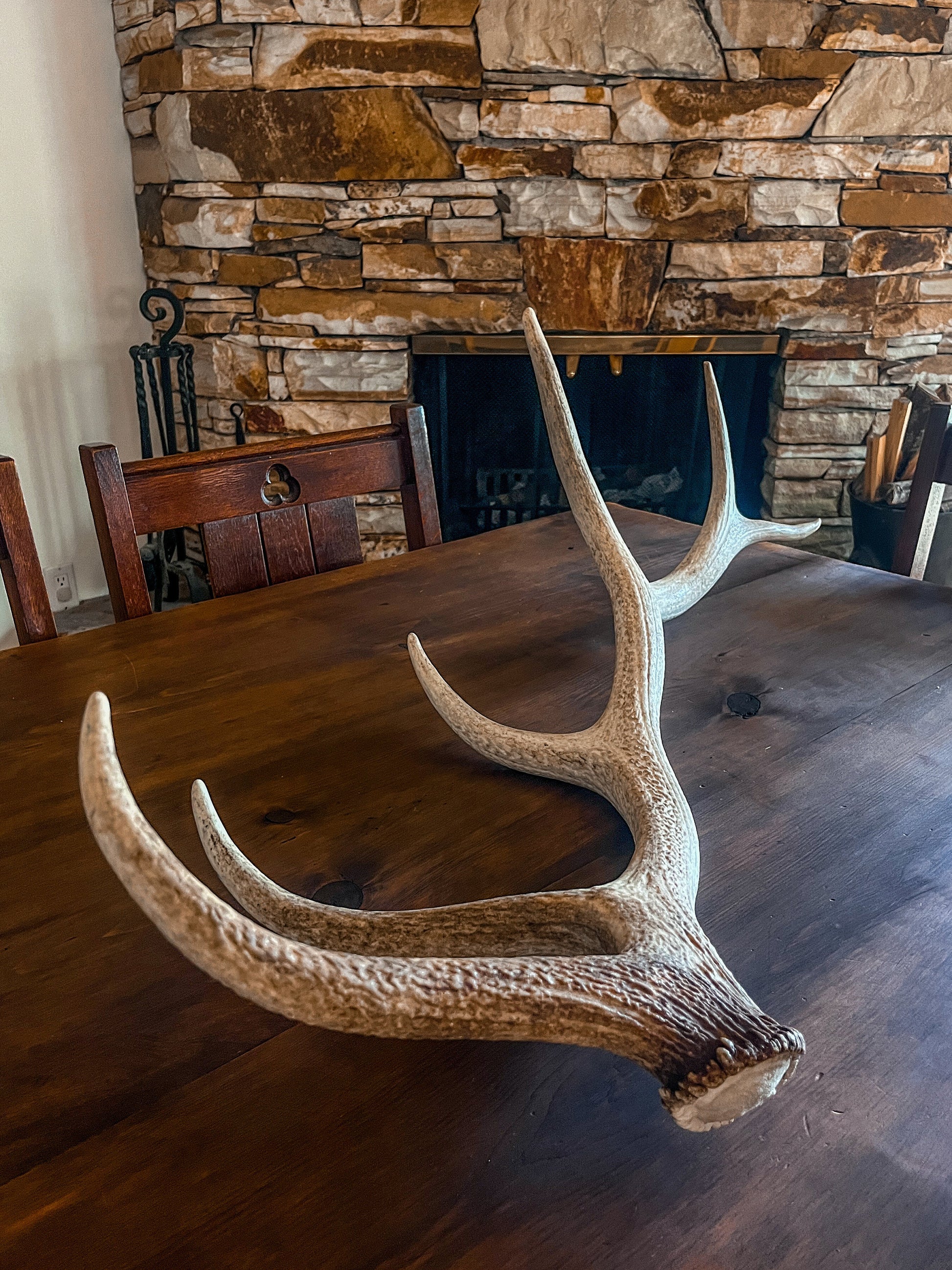 Canadian Bull Elk Antler. Wild. Home & Decor Crafting and Table Centerpiece.