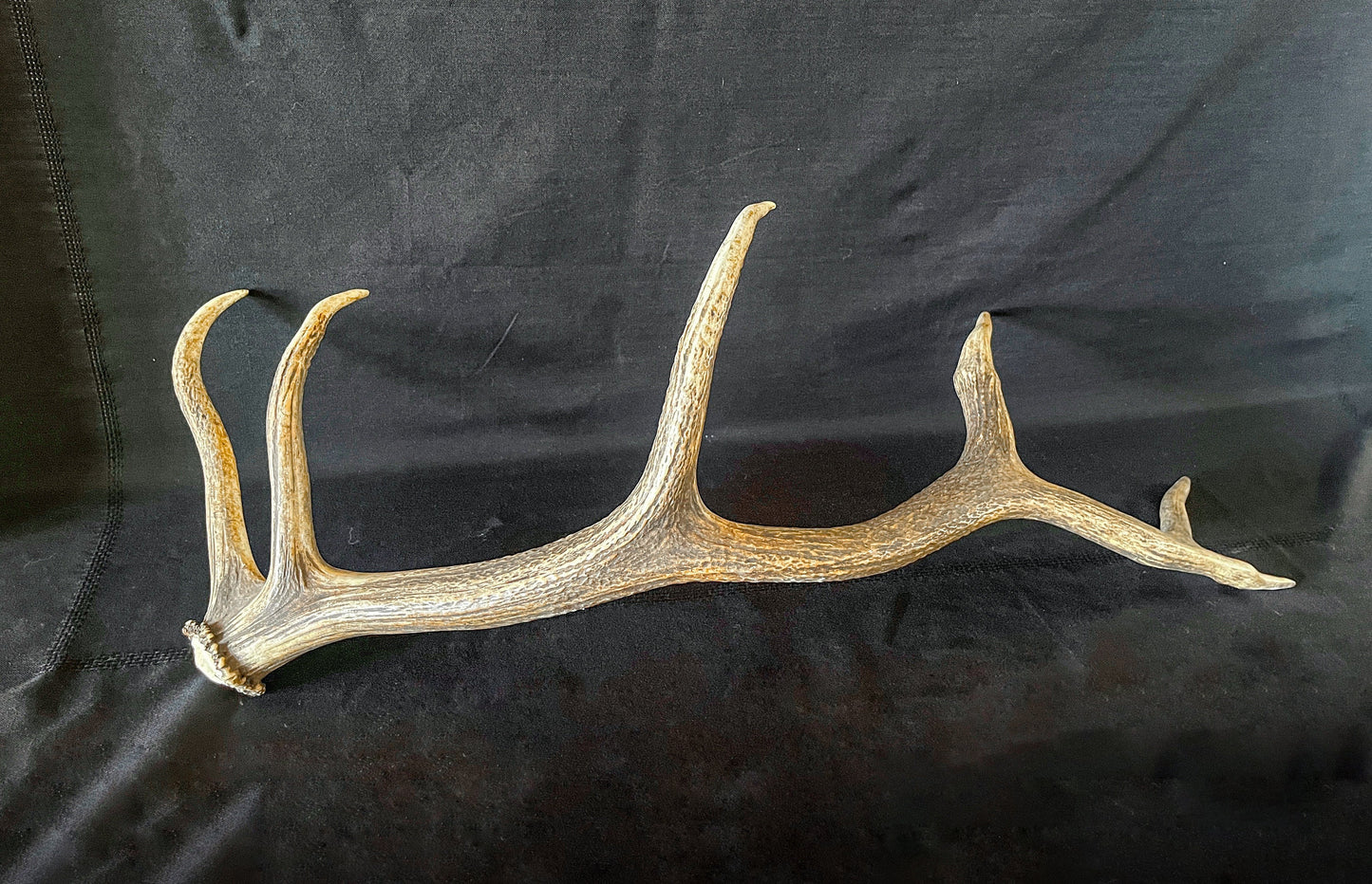 Antler. Elk Antler From A Wild Canadian Bull Elk. Crafting, Home Decor, and More.