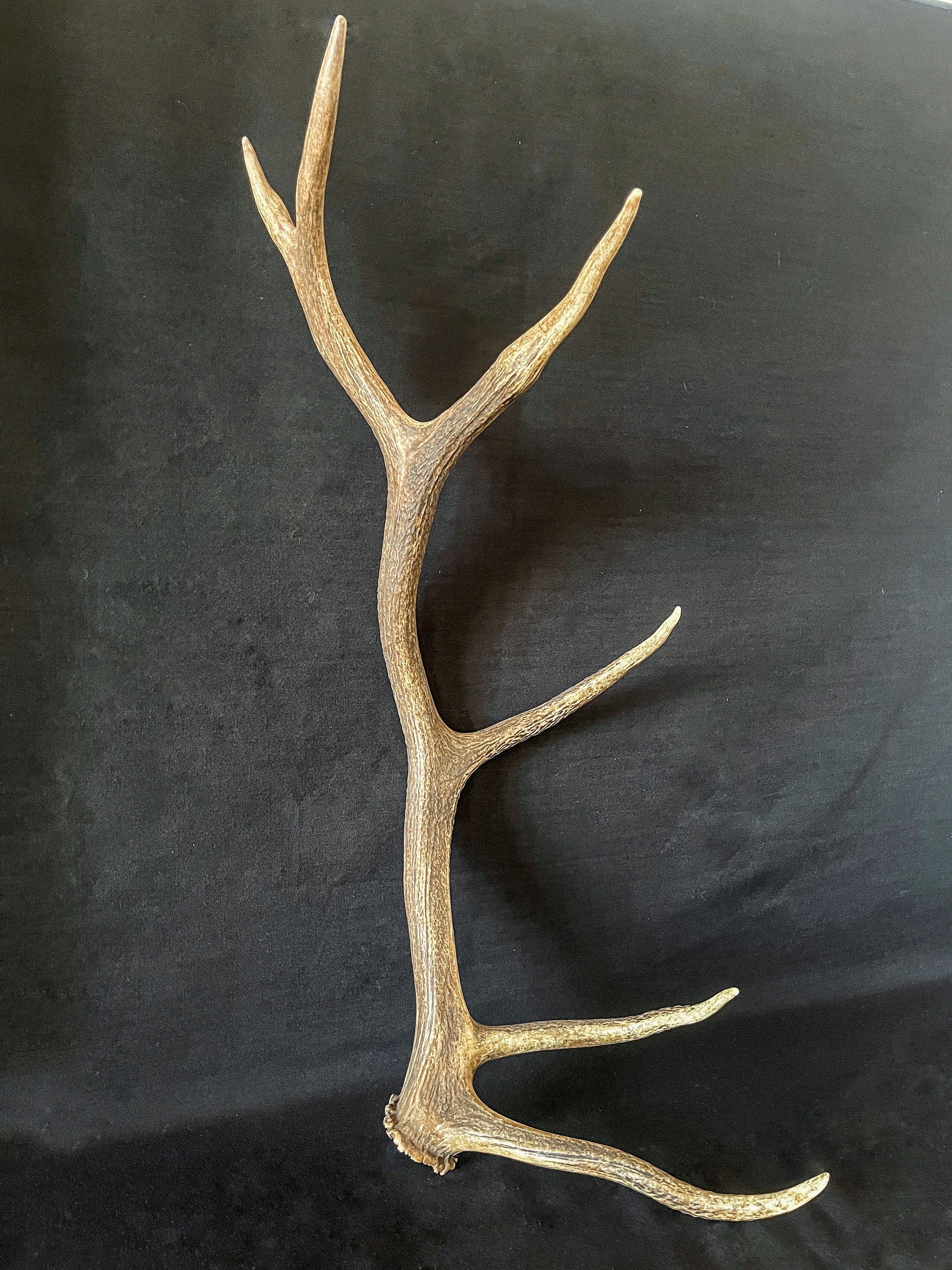 Antler. Elk Antler From A Wild Canadian Bull Elk. Crafting, Home Decor, and More.