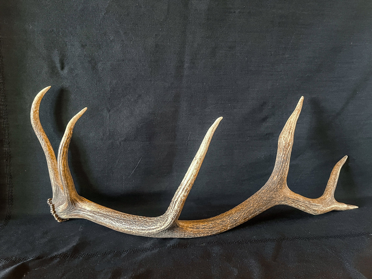 Antler. Elk Antler From A Wild Canadian Bull Elk. Crafting, Home Decor, and More.