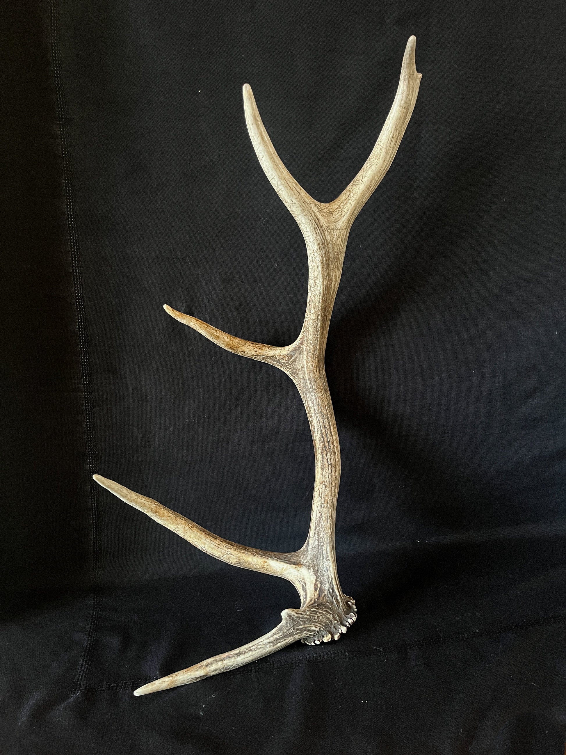 Wild Canadian Bull Elk Antler. Crafting & Home Decor, Table Centerpiece, Crafting, Terrarium.