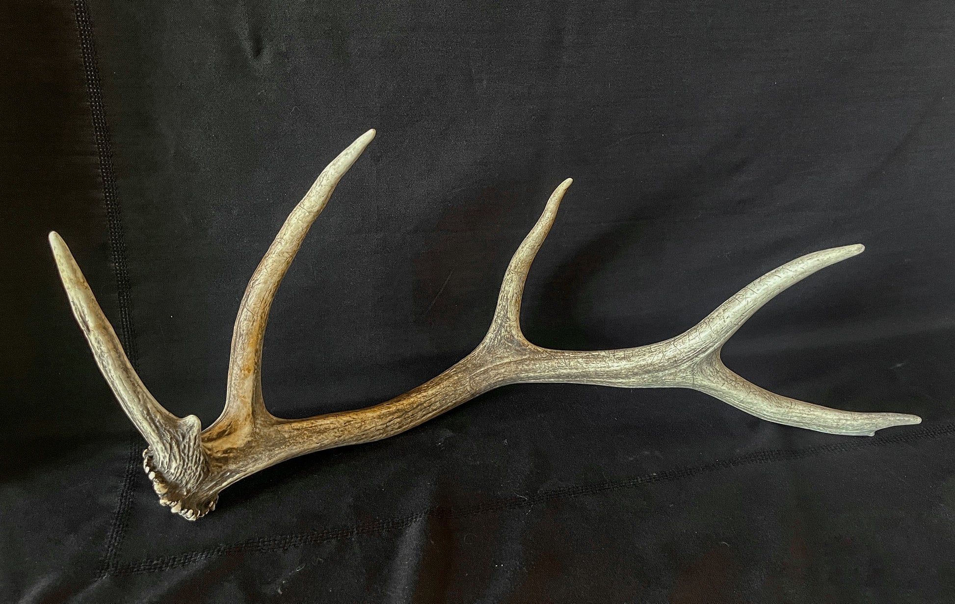 Wild Canadian Bull Elk Antler. Crafting & Home Decor, Table Centerpiece, Crafting, Terrarium.