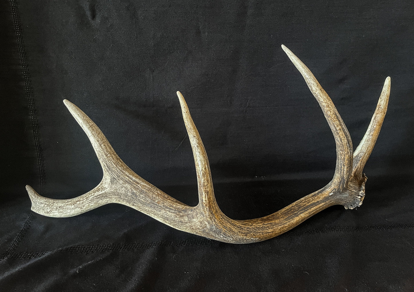 Wild Canadian Bull Elk Antler. Crafting & Home Decor, Table Centerpiece, Crafting, Terrarium.