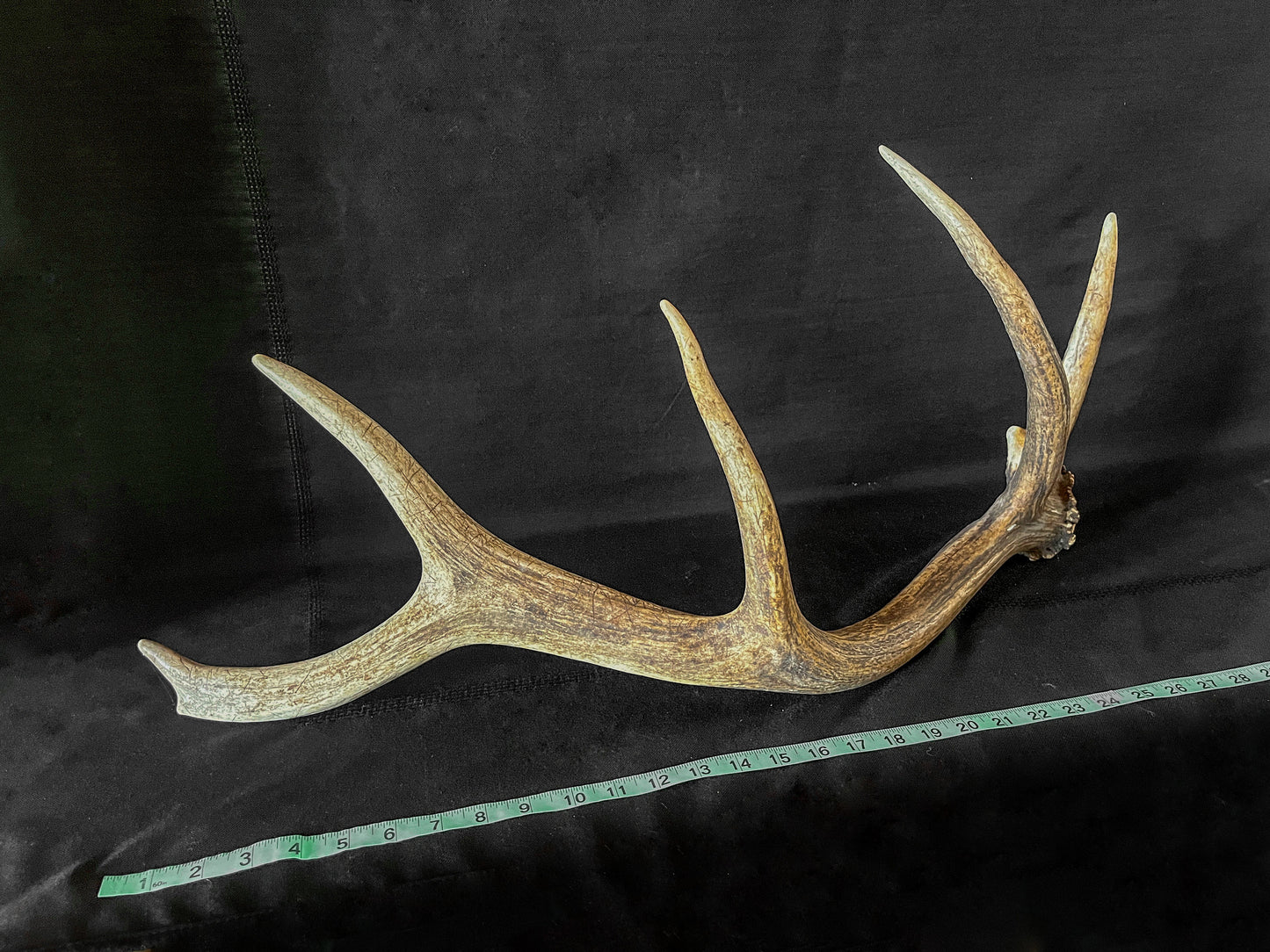 Wild Canadian Bull Elk Antler. Crafting & Home Decor, Table Centerpiece, Crafting, Terrarium.