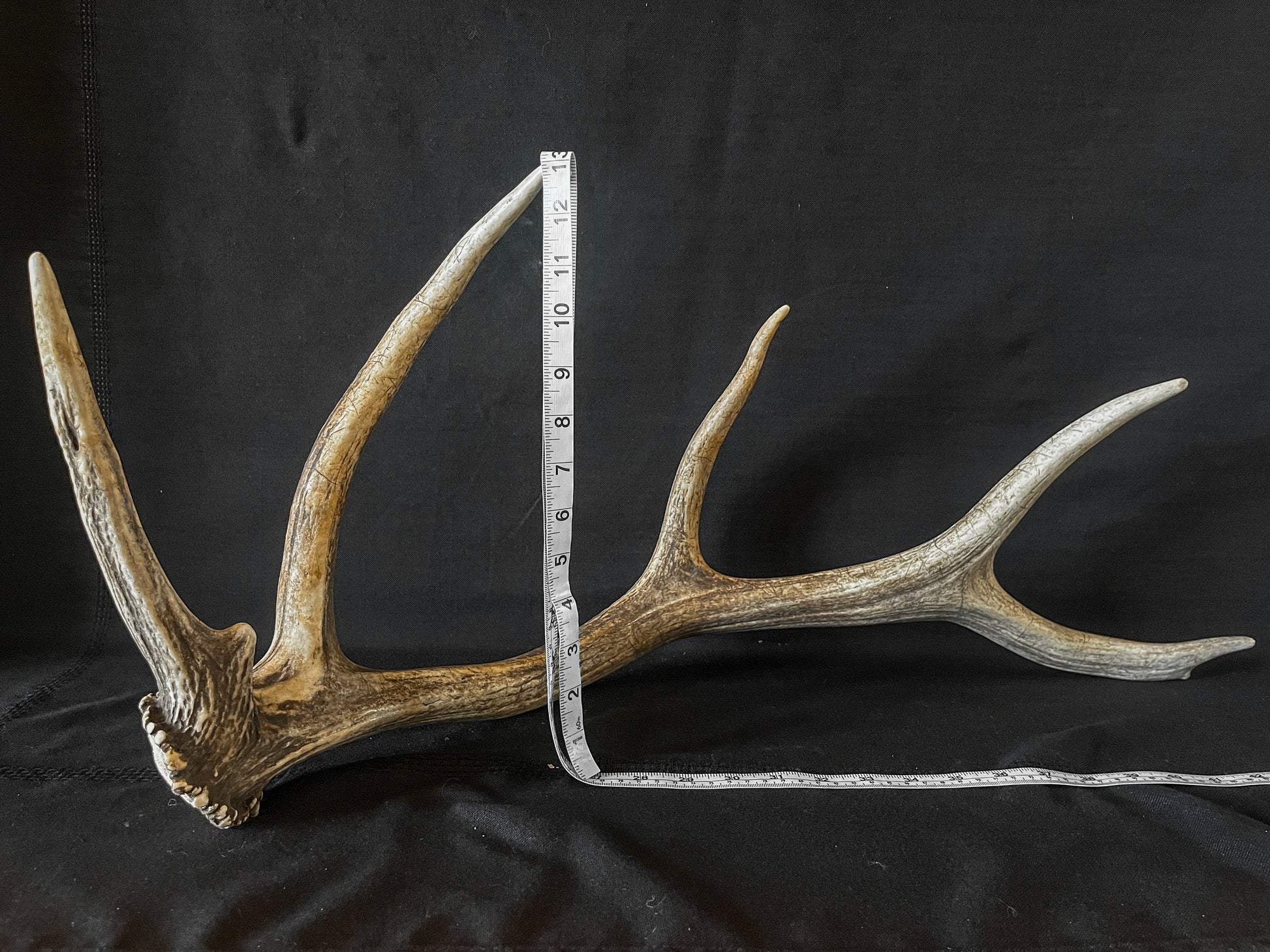 Wild Canadian Bull Elk Antler. Crafting & Home Decor, Table Centerpiece, Crafting, Terrarium.