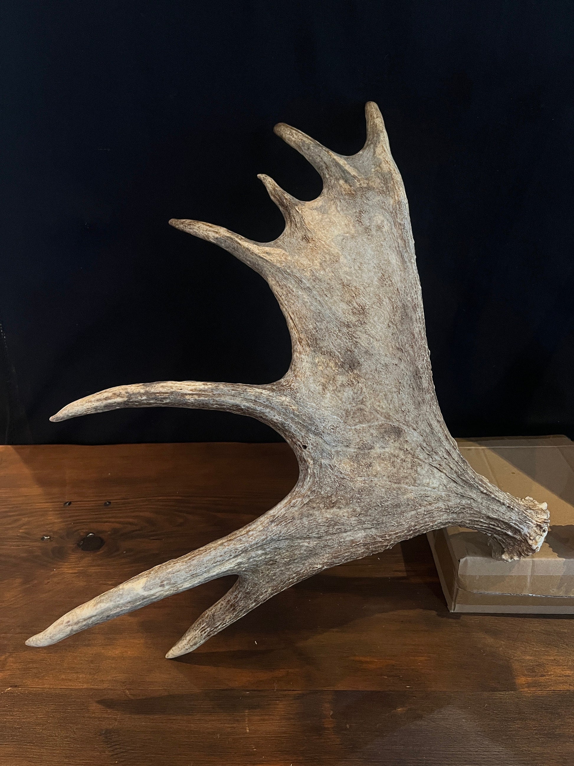 Moose Antler pair. Bull Moose Antlers. Crafting. Decor. Centrepiece.