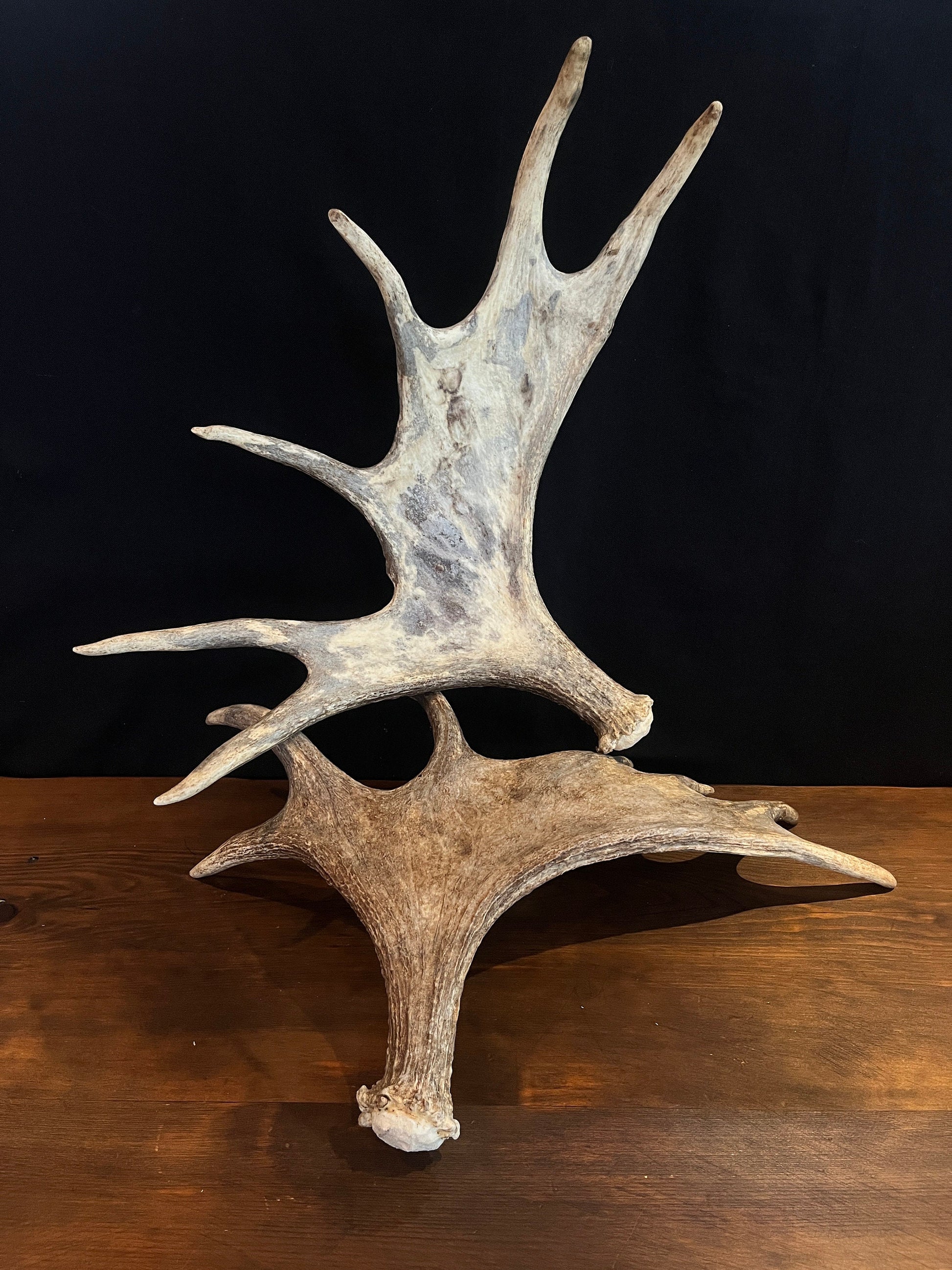 Moose Antler pair. Bull Moose Antlers. Crafting. Decor. Centrepiece.