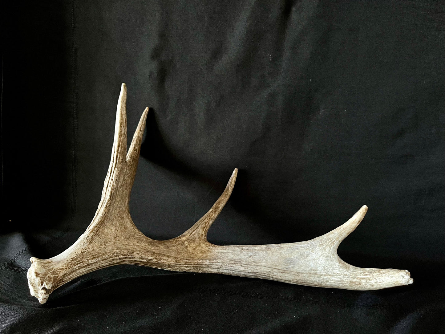 Bull Moose Antler. Medium sized. For crafting, decor and more