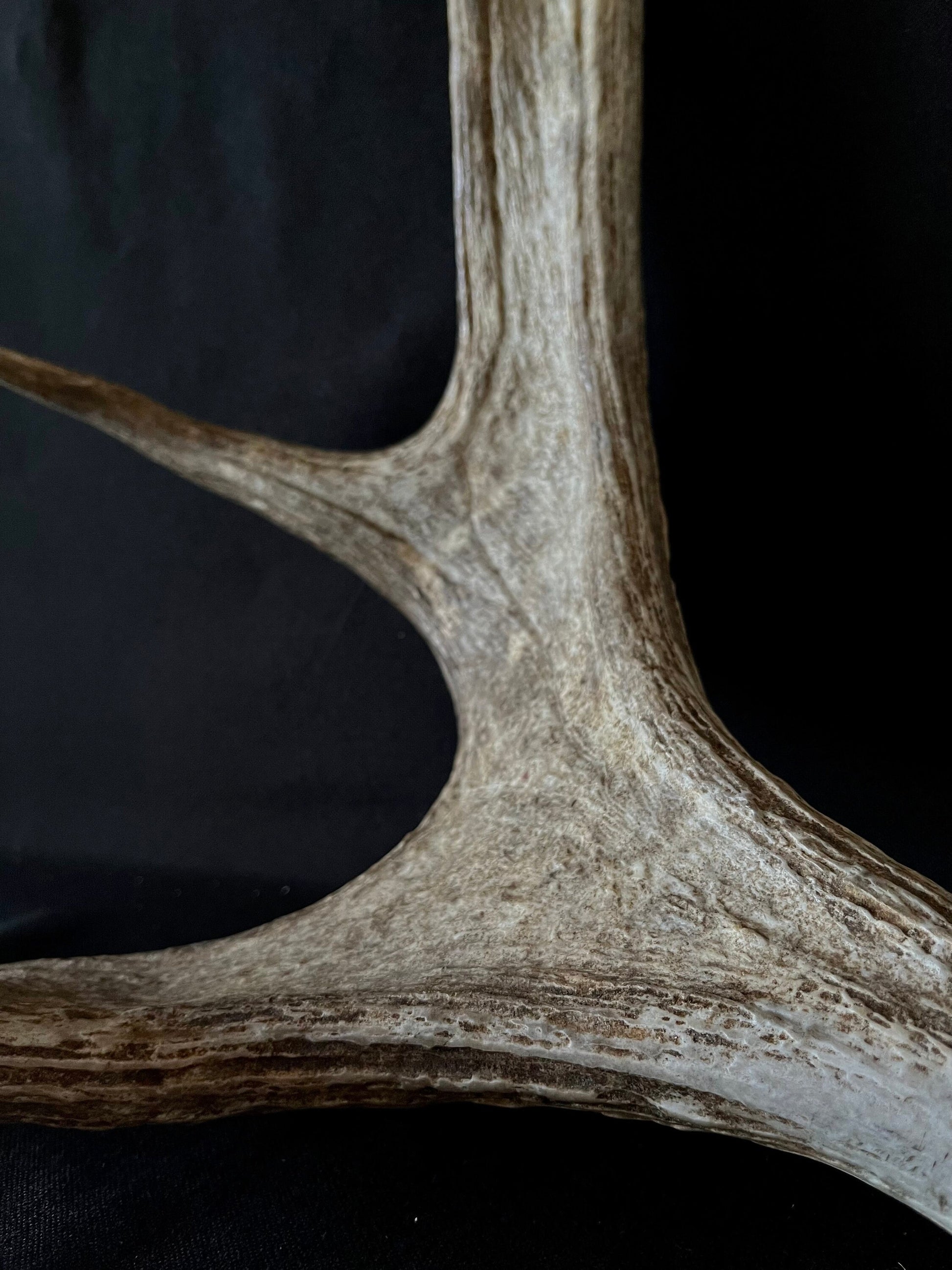 Bull Moose Antler. Medium sized. For crafting, decor and more