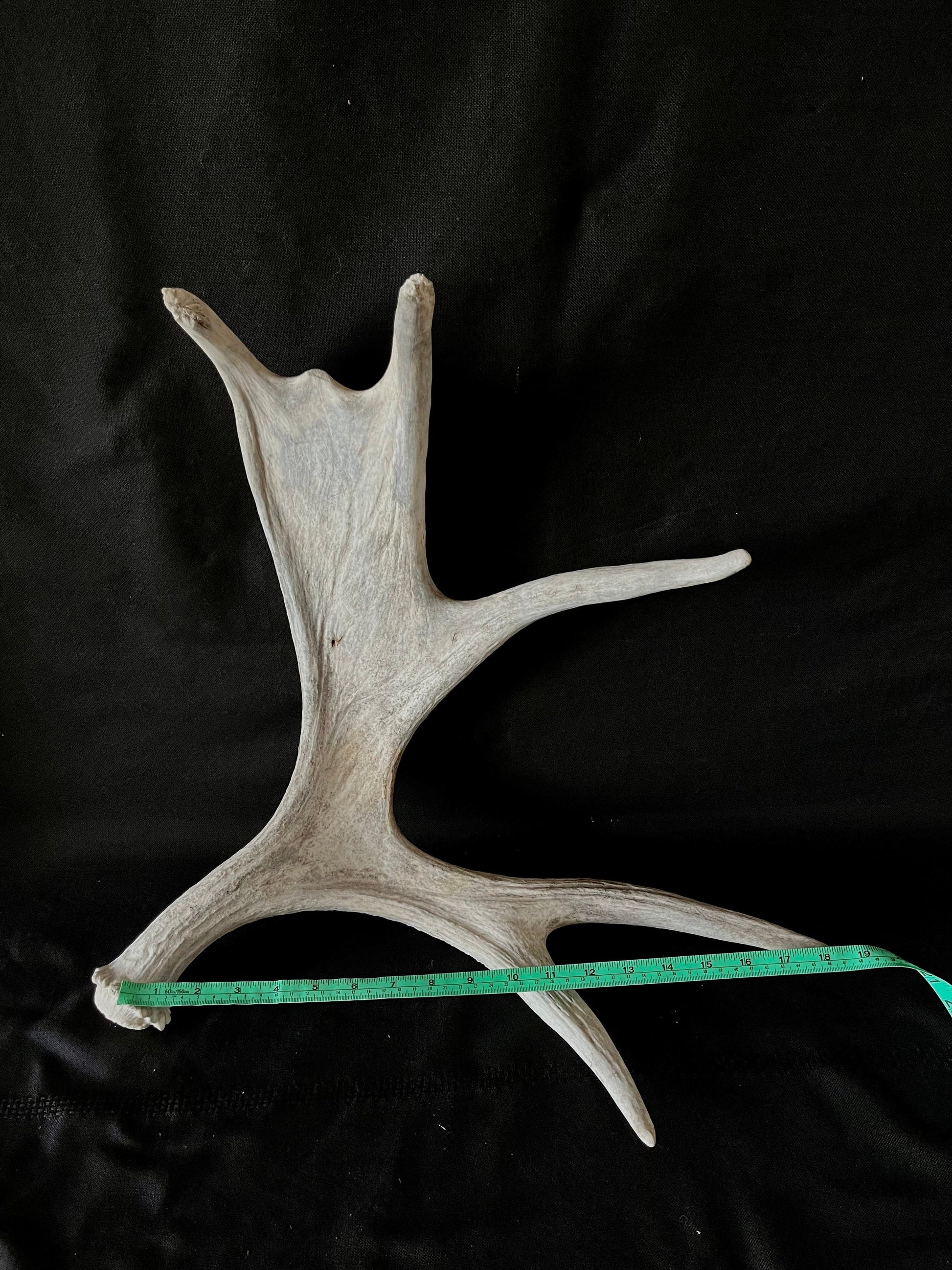 Moose Antler. Canadian Bull Moose Antler. For crafting, decor and more.