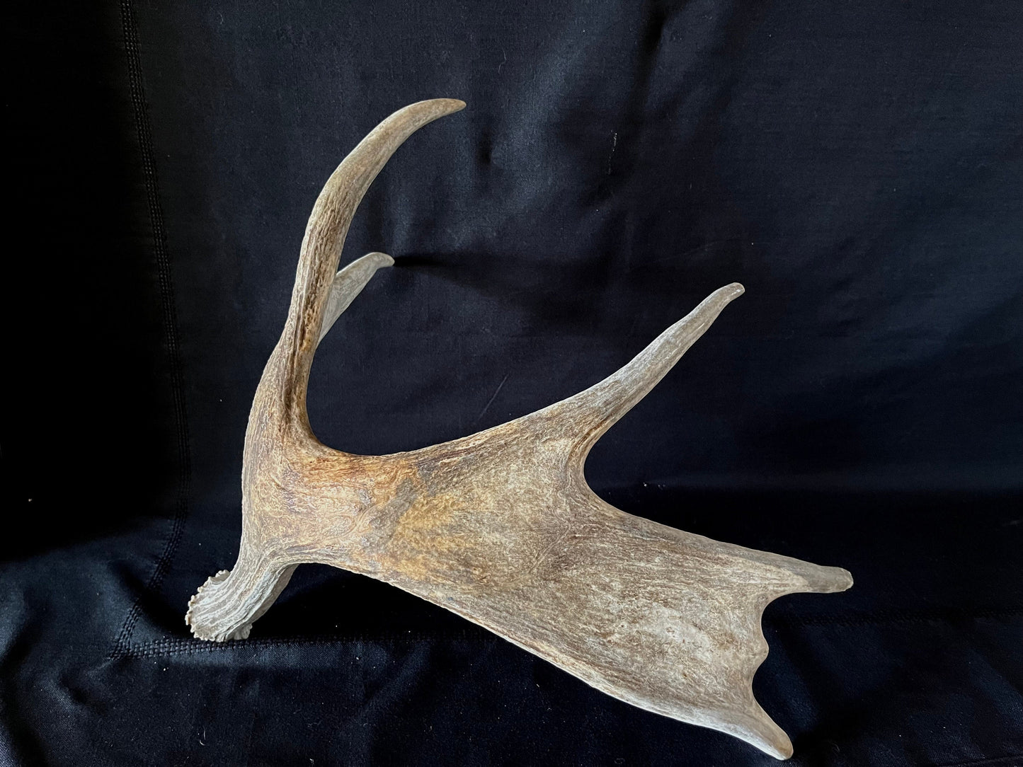 Moose Antler. Canadian Bull Moose Antler. For crafting, decor and more.