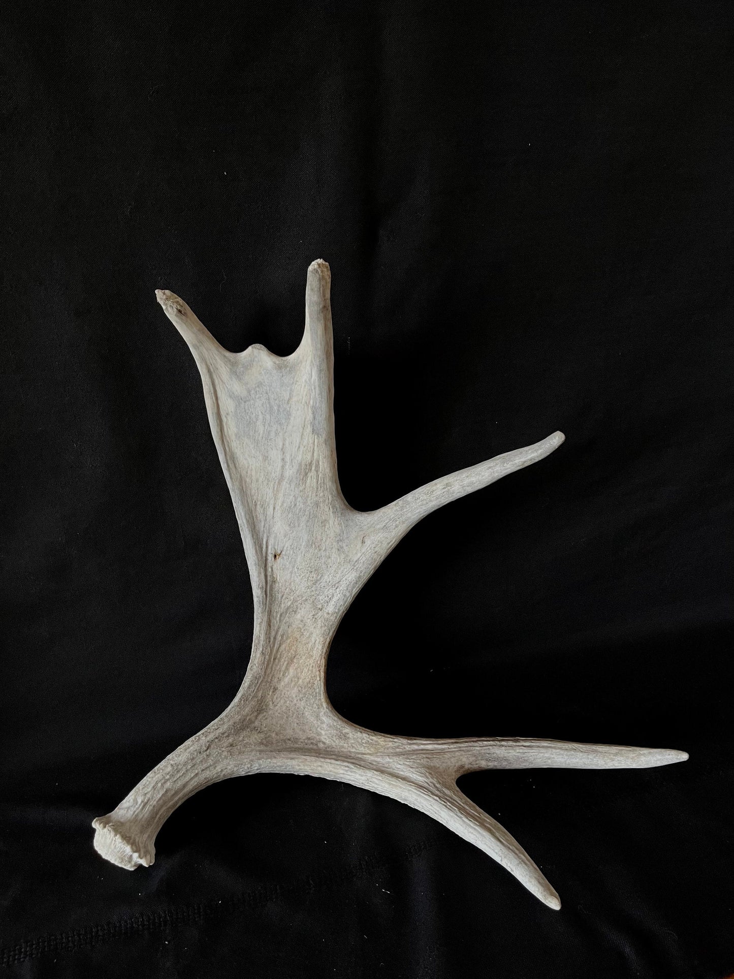 Moose Antler. Canadian Bull Moose Antler. For crafting, decor and more.