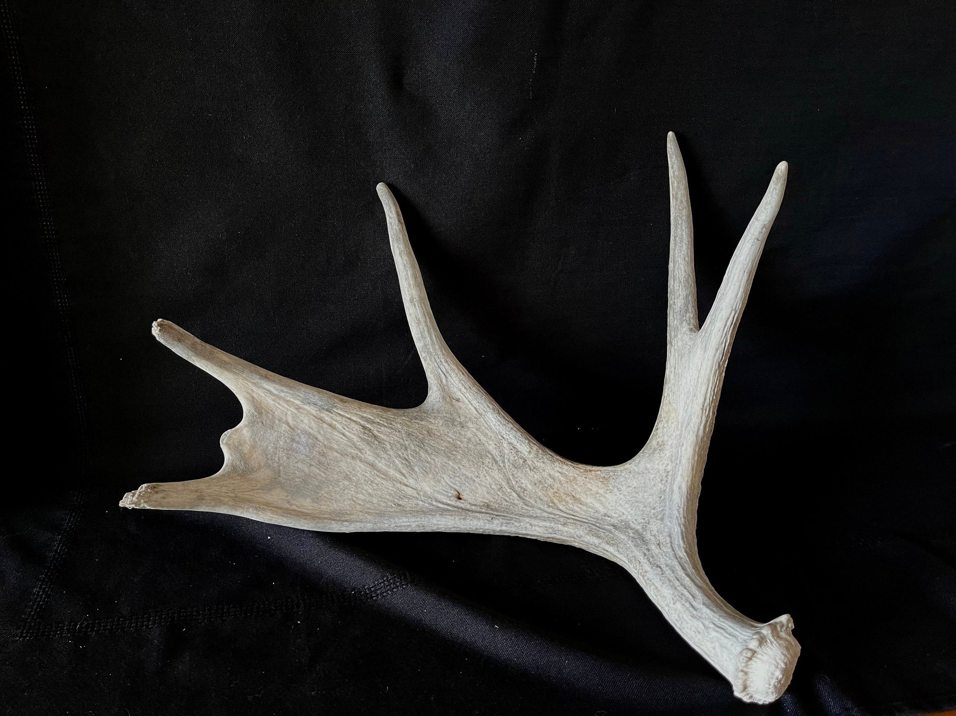 Moose Antler. Canadian Bull Moose Antler. For crafting, decor and more.