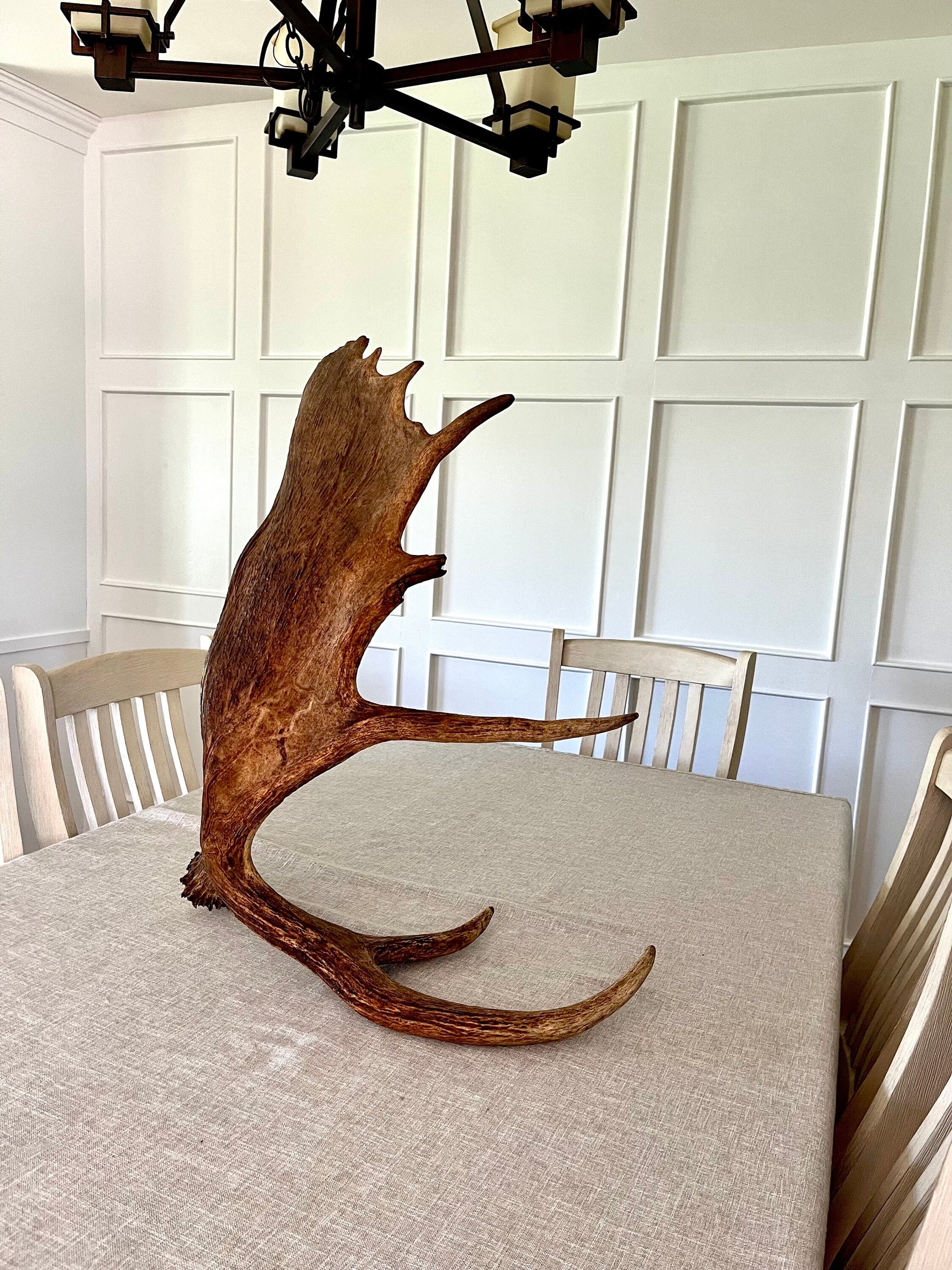 Large Bull Moose Antler. Extra Large - “Super Sized” premium bull moose antler for crafting decor and more!