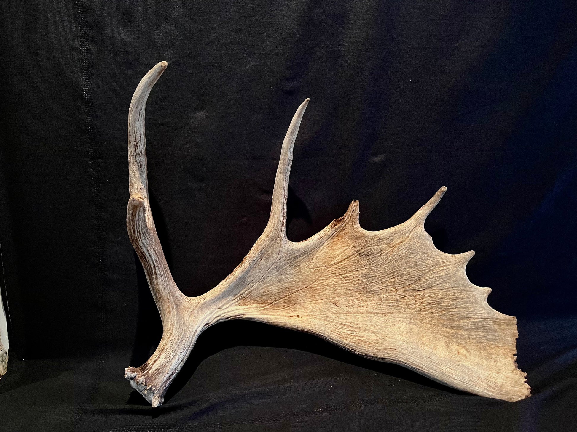 Large Bull Moose Antler. Extra Large - “Super Sized” premium bull moose antler for crafting decor and more!