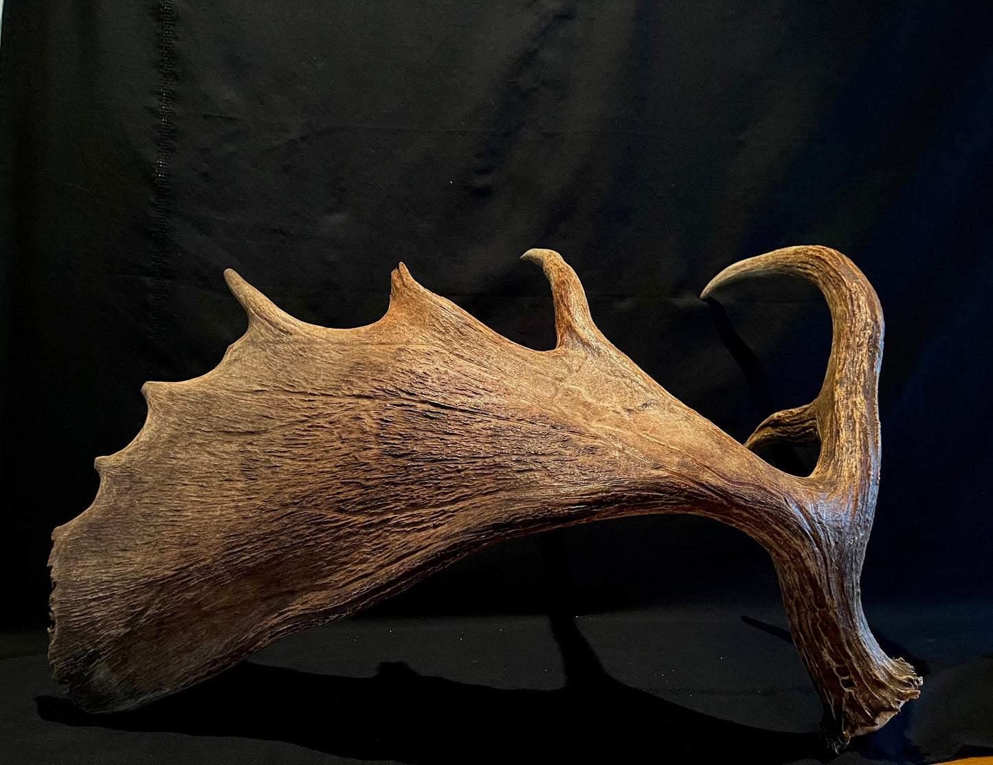 Large Bull Moose Antler. Extra Large - “Super Sized” premium bull moose antler for crafting decor and more!