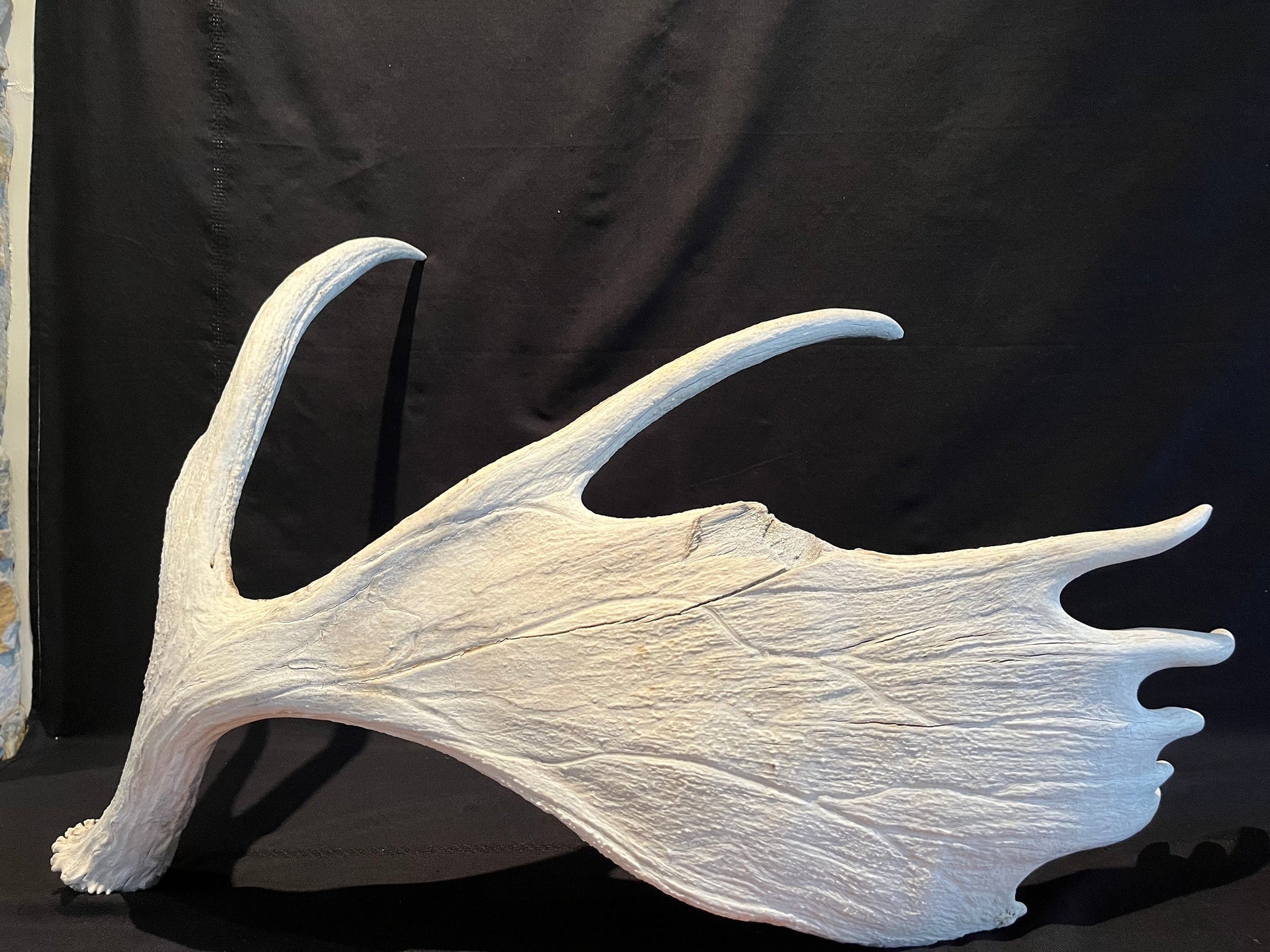 Large Bull Moose Antler. Extra Large - “Super Sized” premium bull moose antler for crafting decor and more!