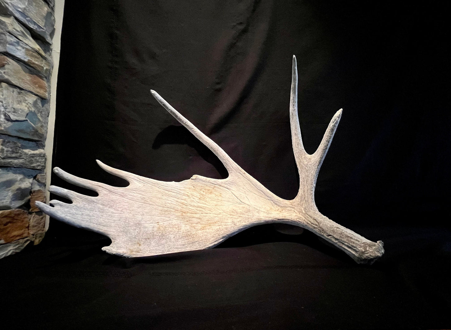 Large Bull Moose Antler. Extra Large - “Super Sized” premium bull moose antler for crafting decor and more!